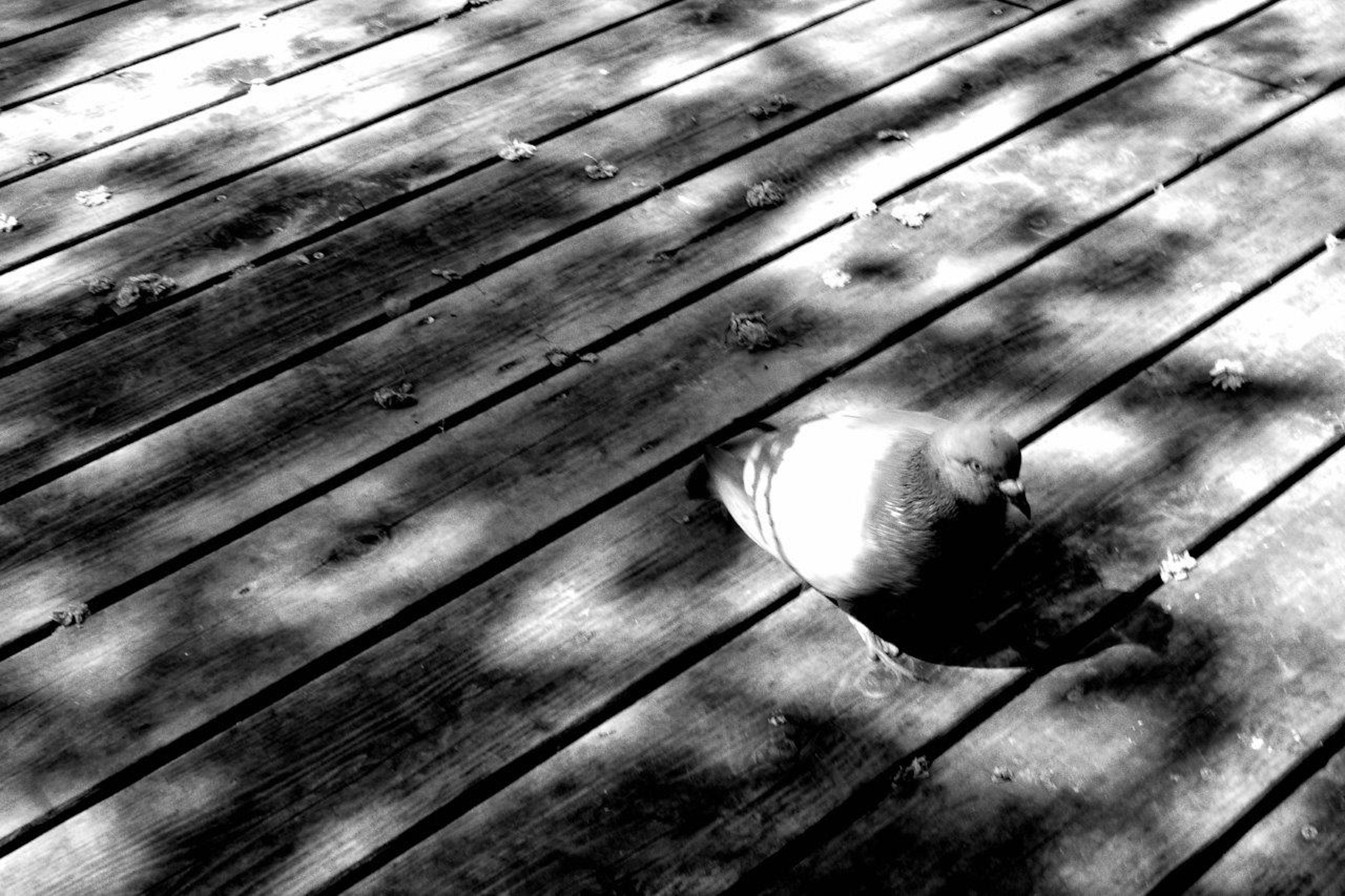 Foto en blanco y negro de una paloma sobre un suelo de madera