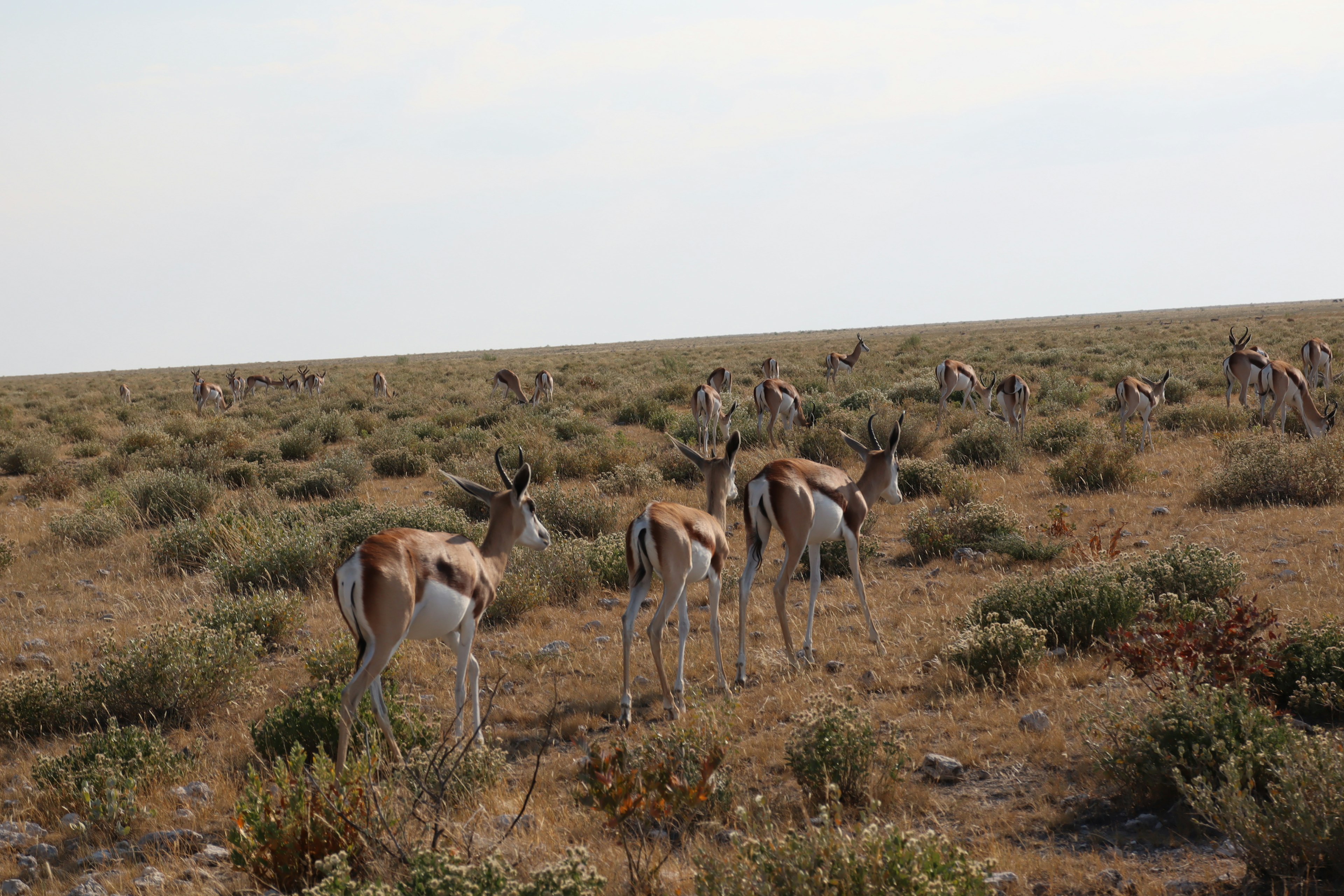 Un troupeau de gazelles de Thomson dans une vaste prairie