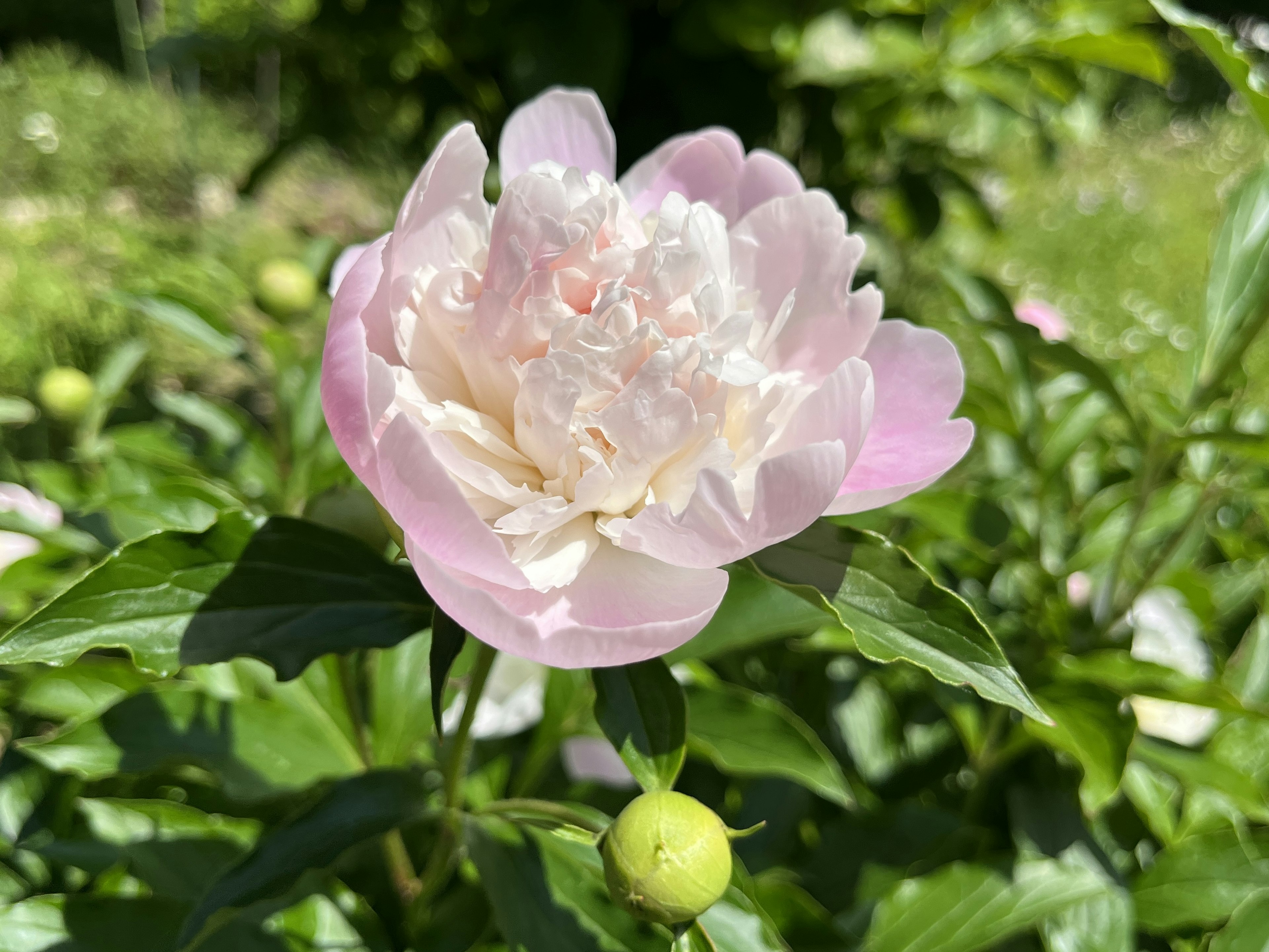 ピオニーの花が緑の葉の中に咲いている