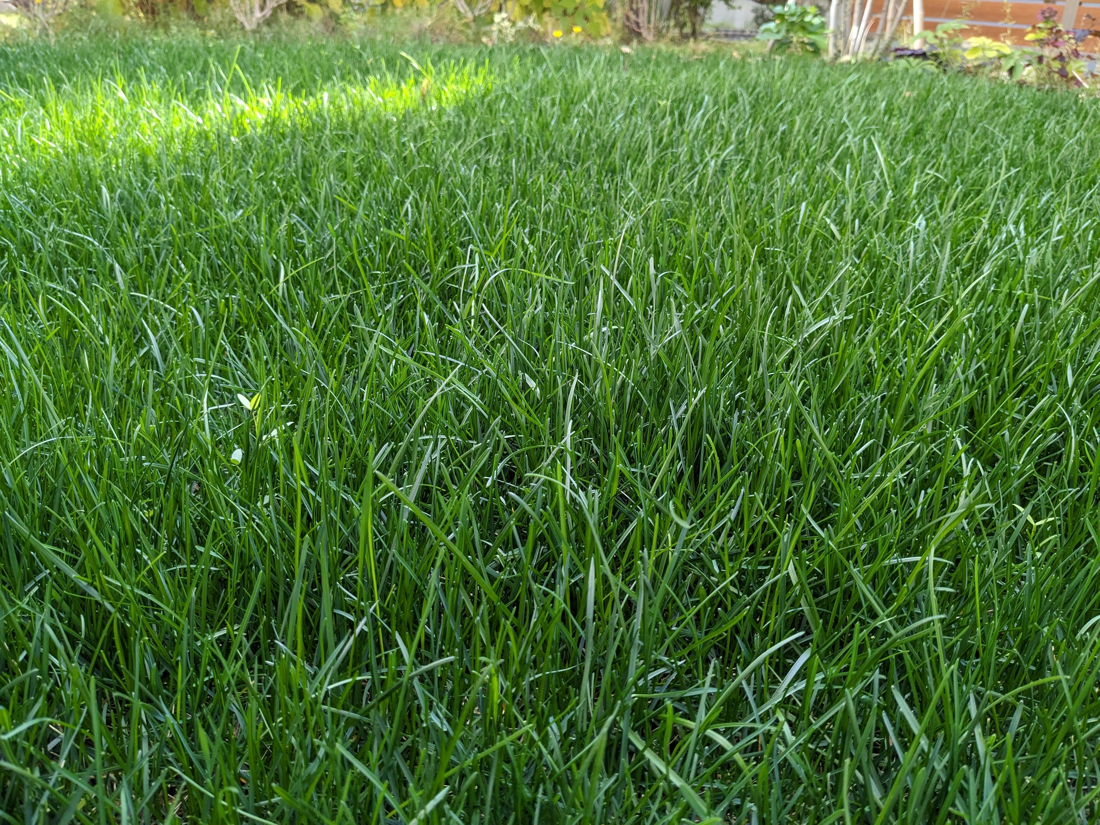 Üppig grünes Gras, das einen Gartenbereich bedeckt