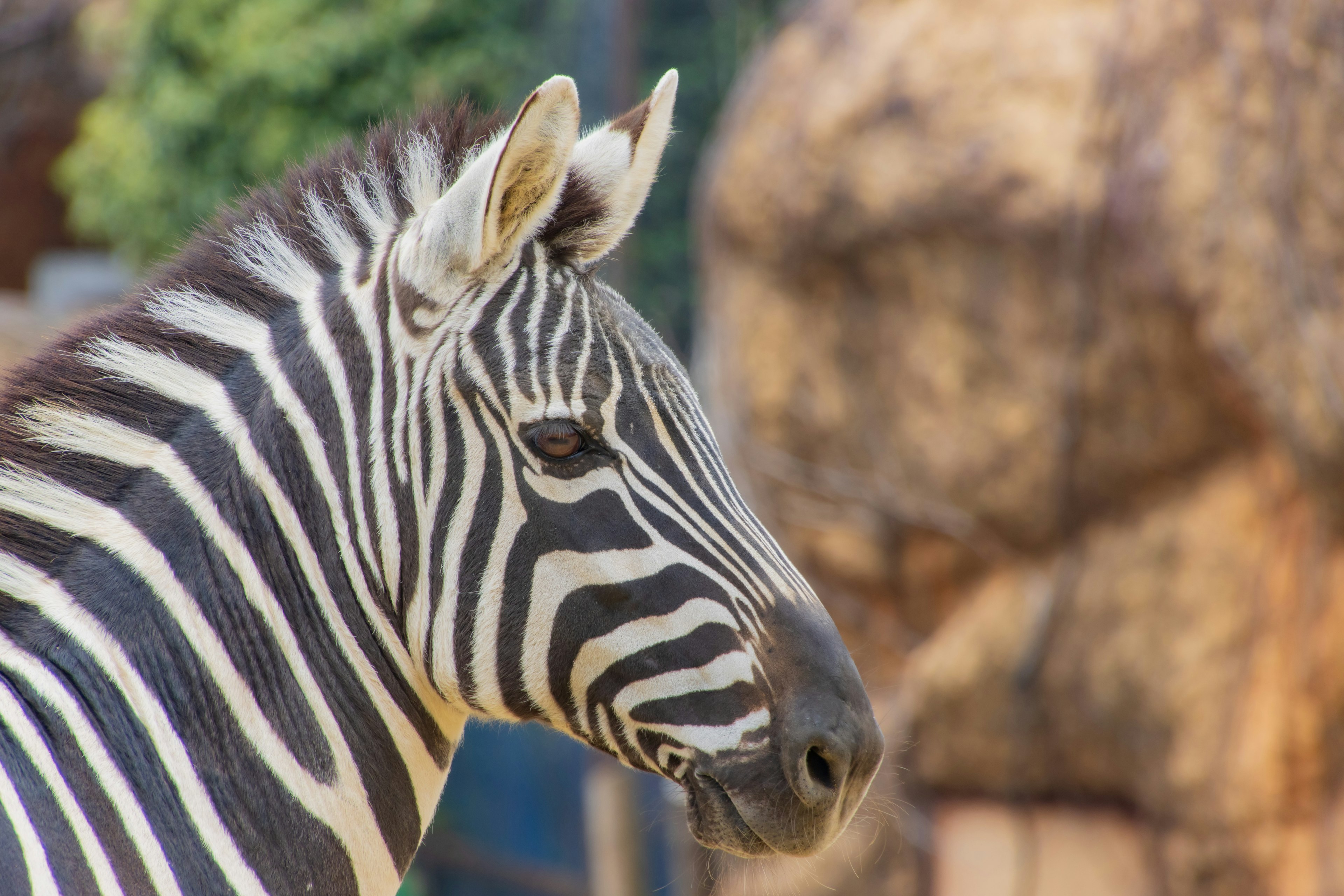 Primo piano della testa di una zebra che mostra le sue strisce bianche e nere distintive