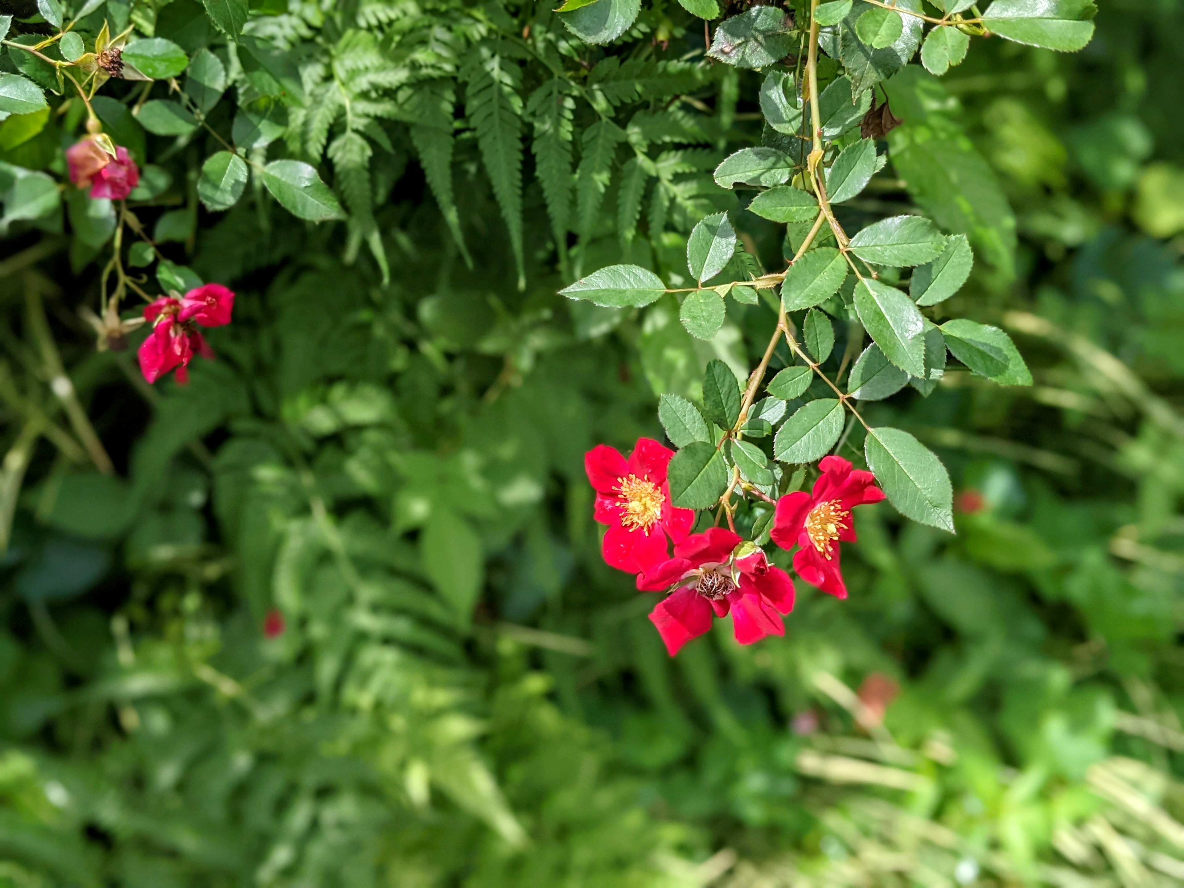 Red flowers blooming against a green background