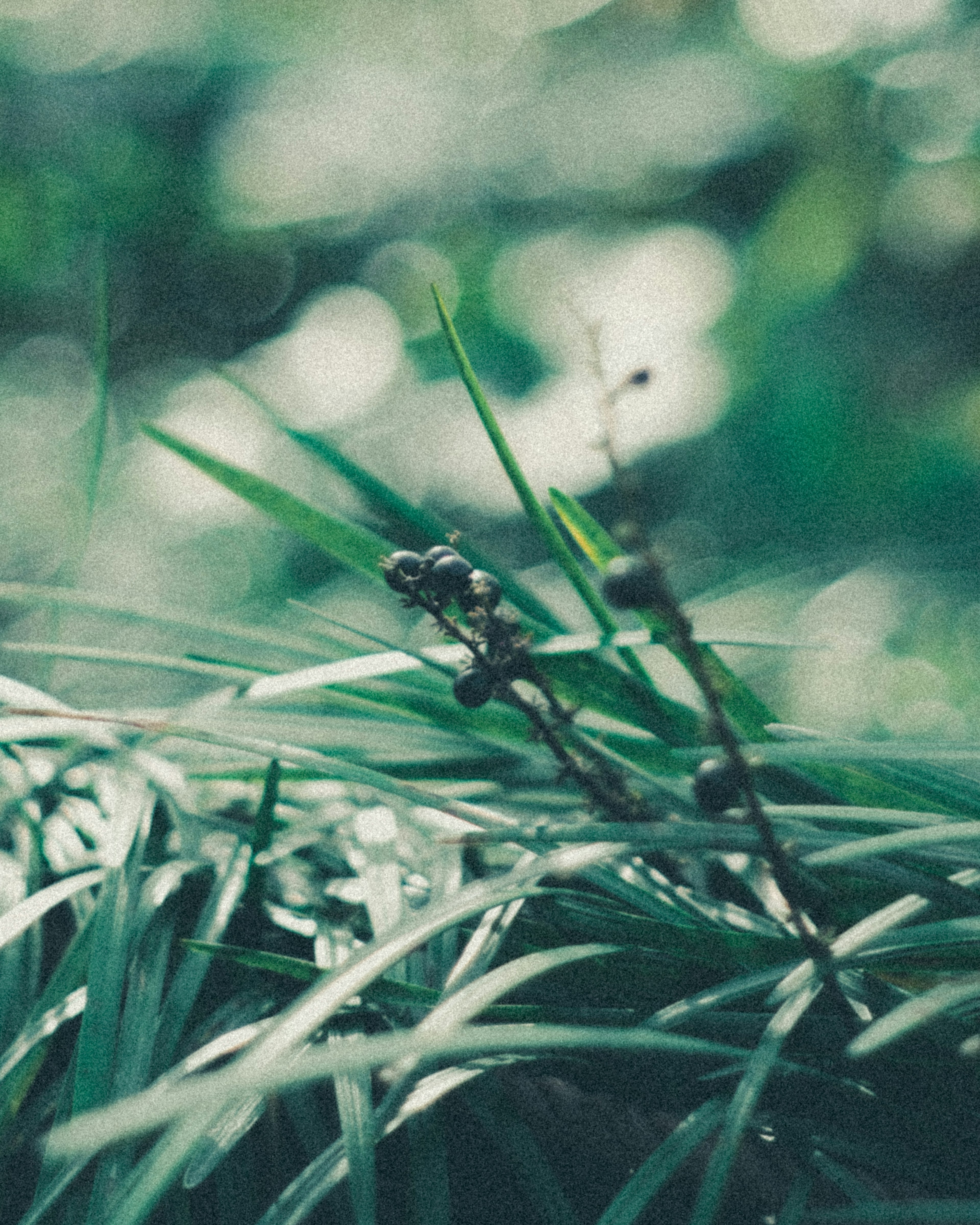 近距离拍摄绿色草坪，背景模糊，带有小树枝