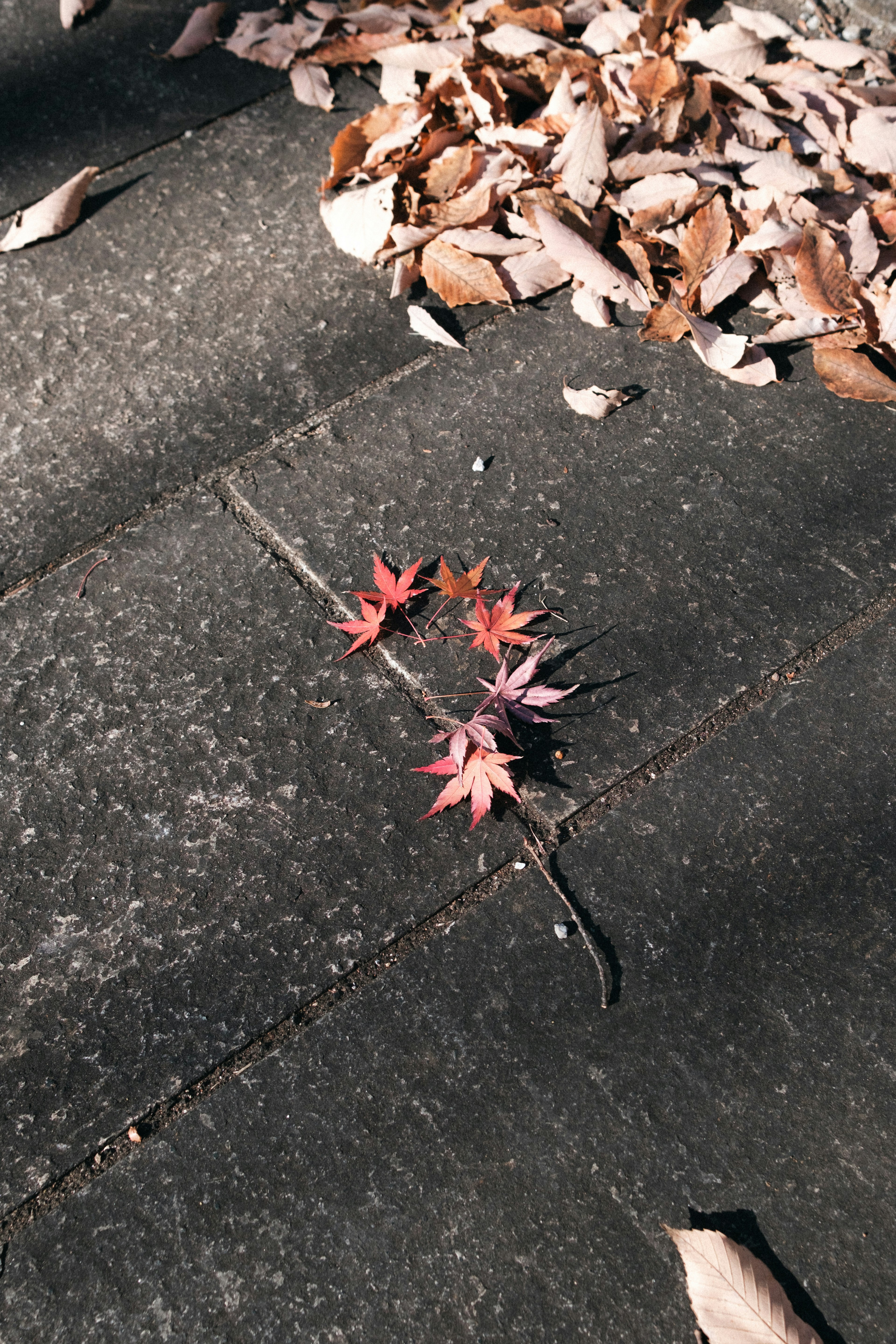 Colorful autumn leaves scattered on a stone surface