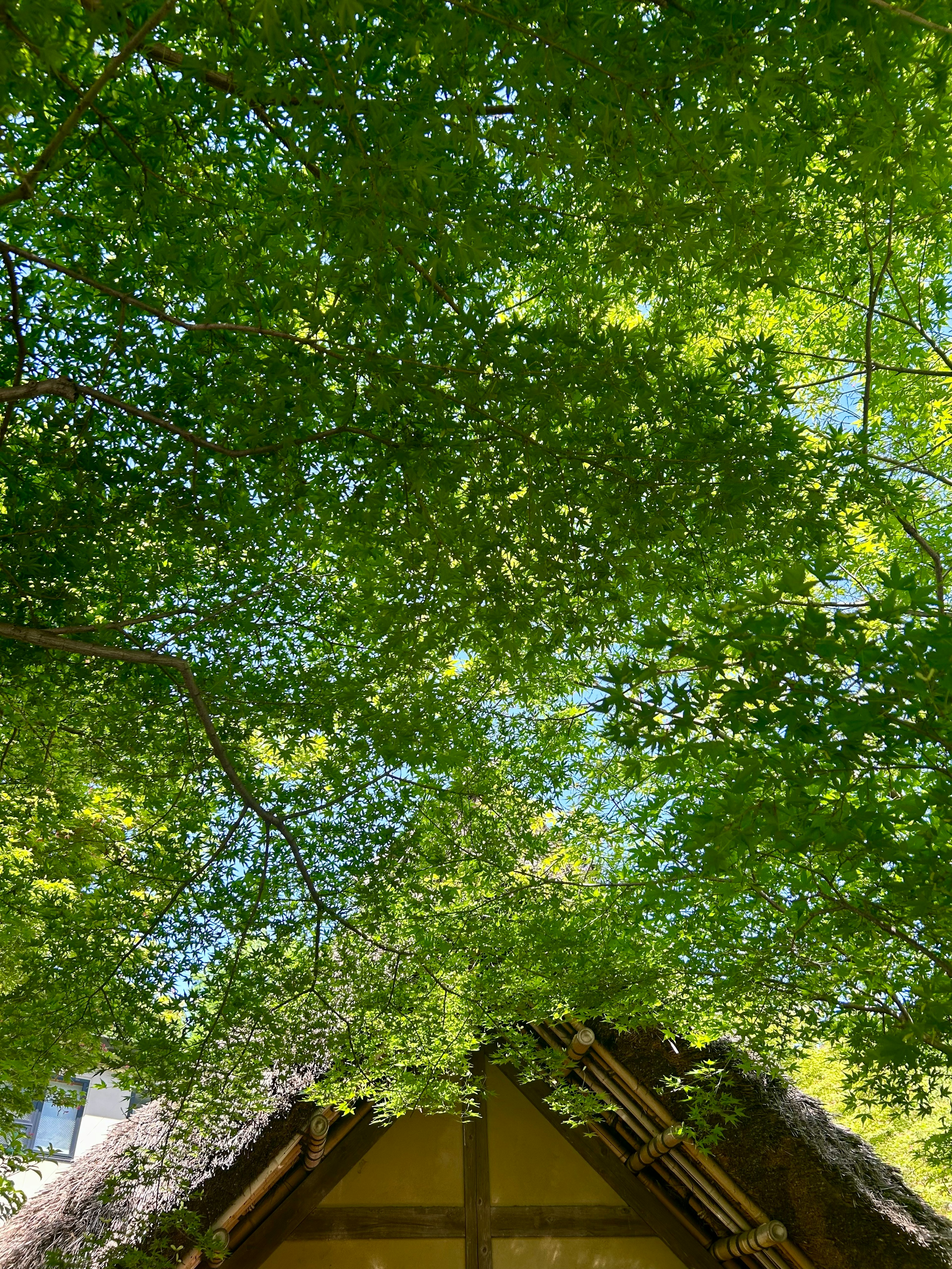 Tetto di un edificio tradizionale visto da sotto alberi verdi e fogliosi