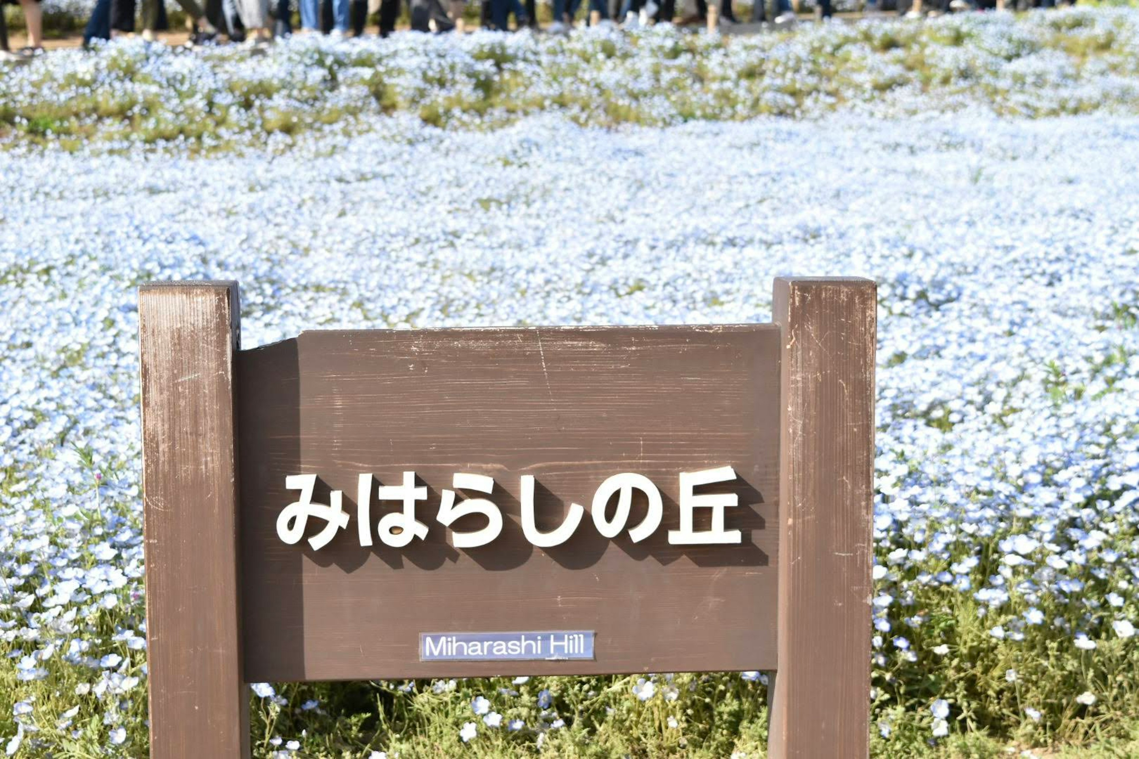 Sign for Mihara Hill with a field of blue flowers