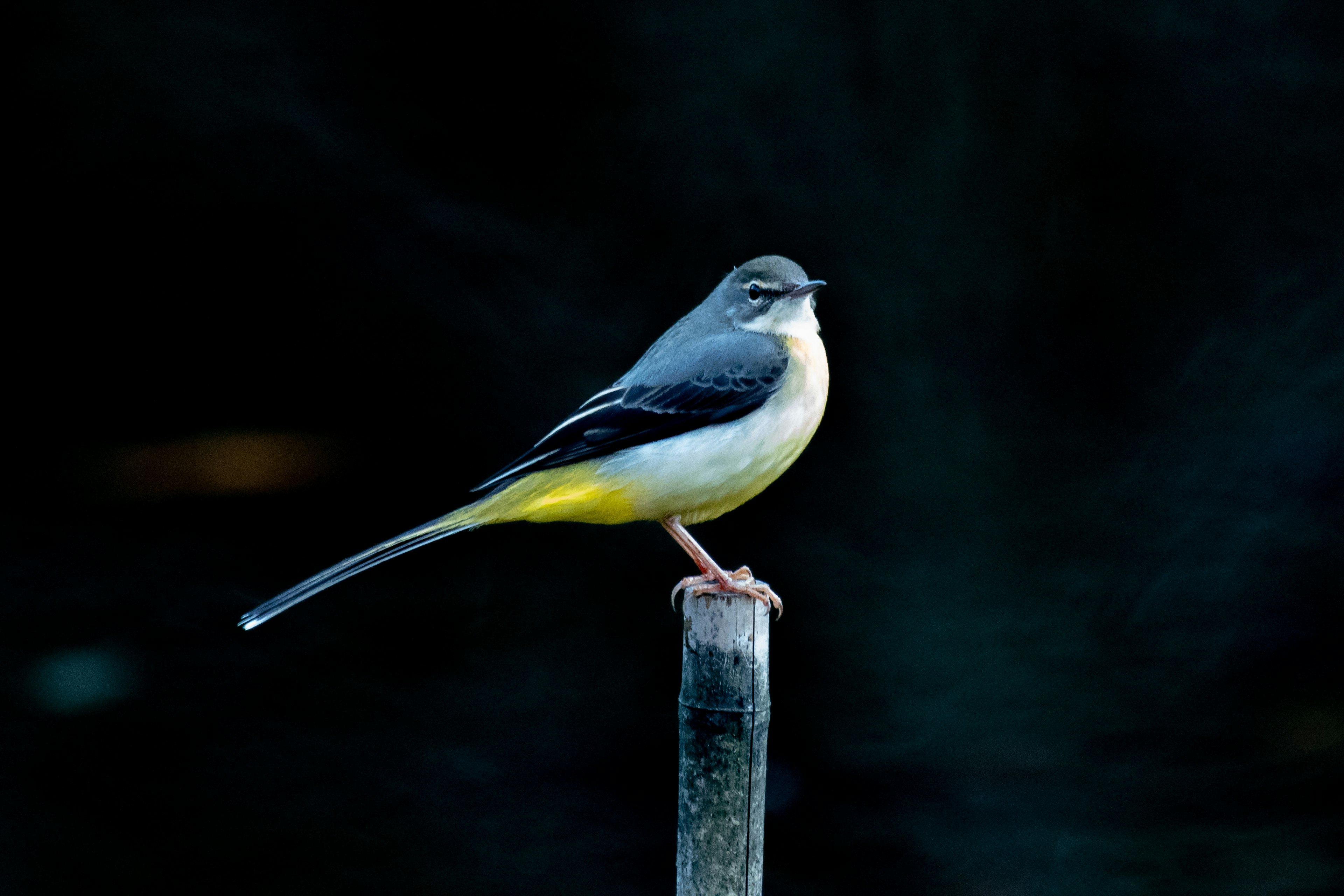 Gray bird with yellow belly perched on a post against a dark background