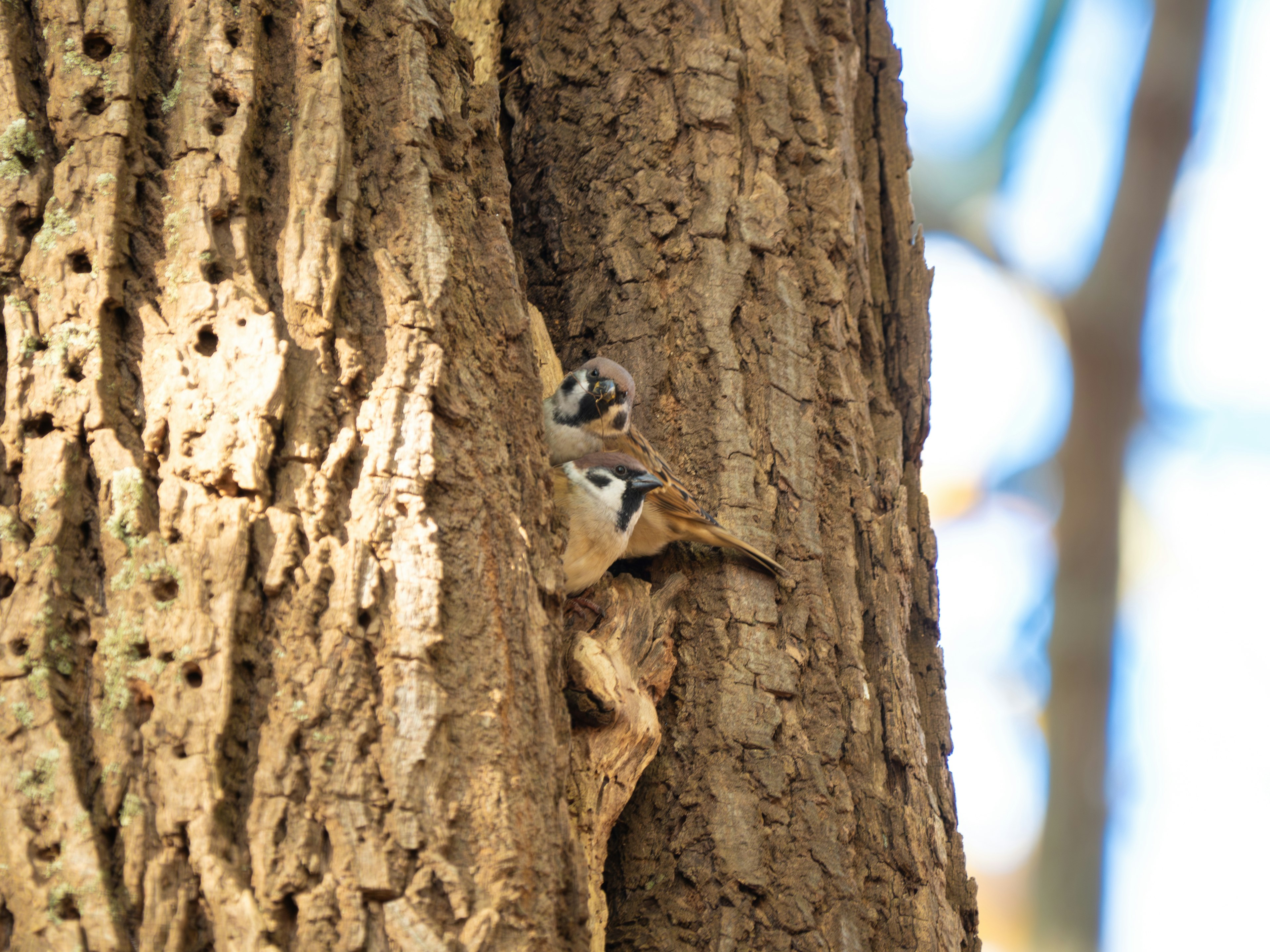 Two small birds peeking out from a tree trunk