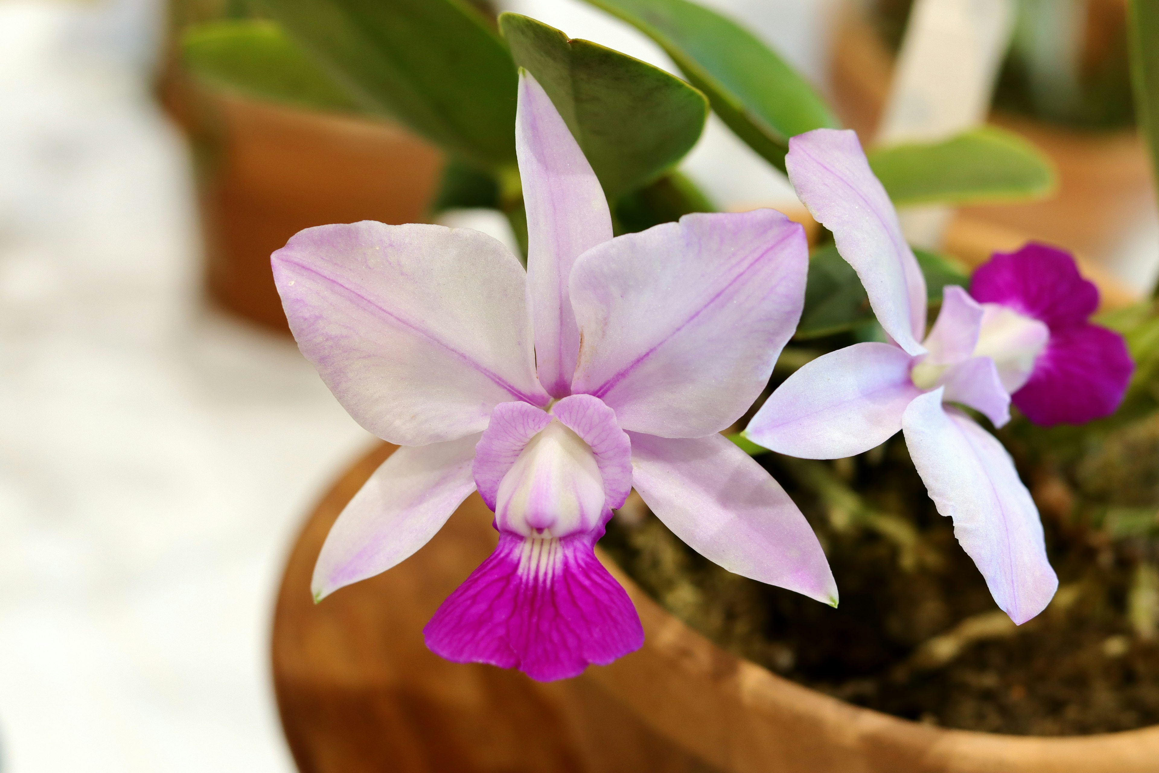 Schöne lila Orchideenblüten, die in einem Keramiktopf blühen