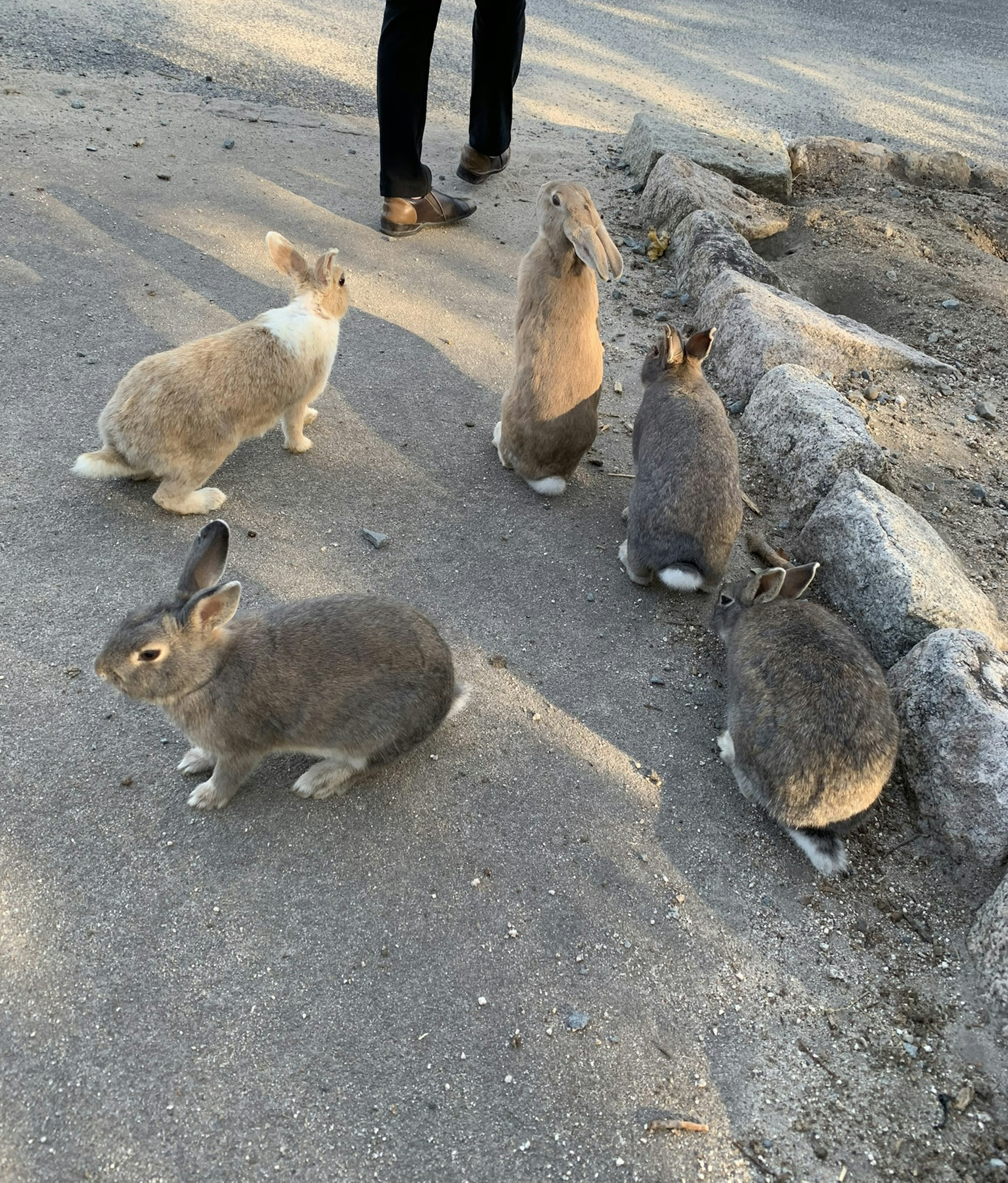 道路の横にいる数匹のウサギと人の足元