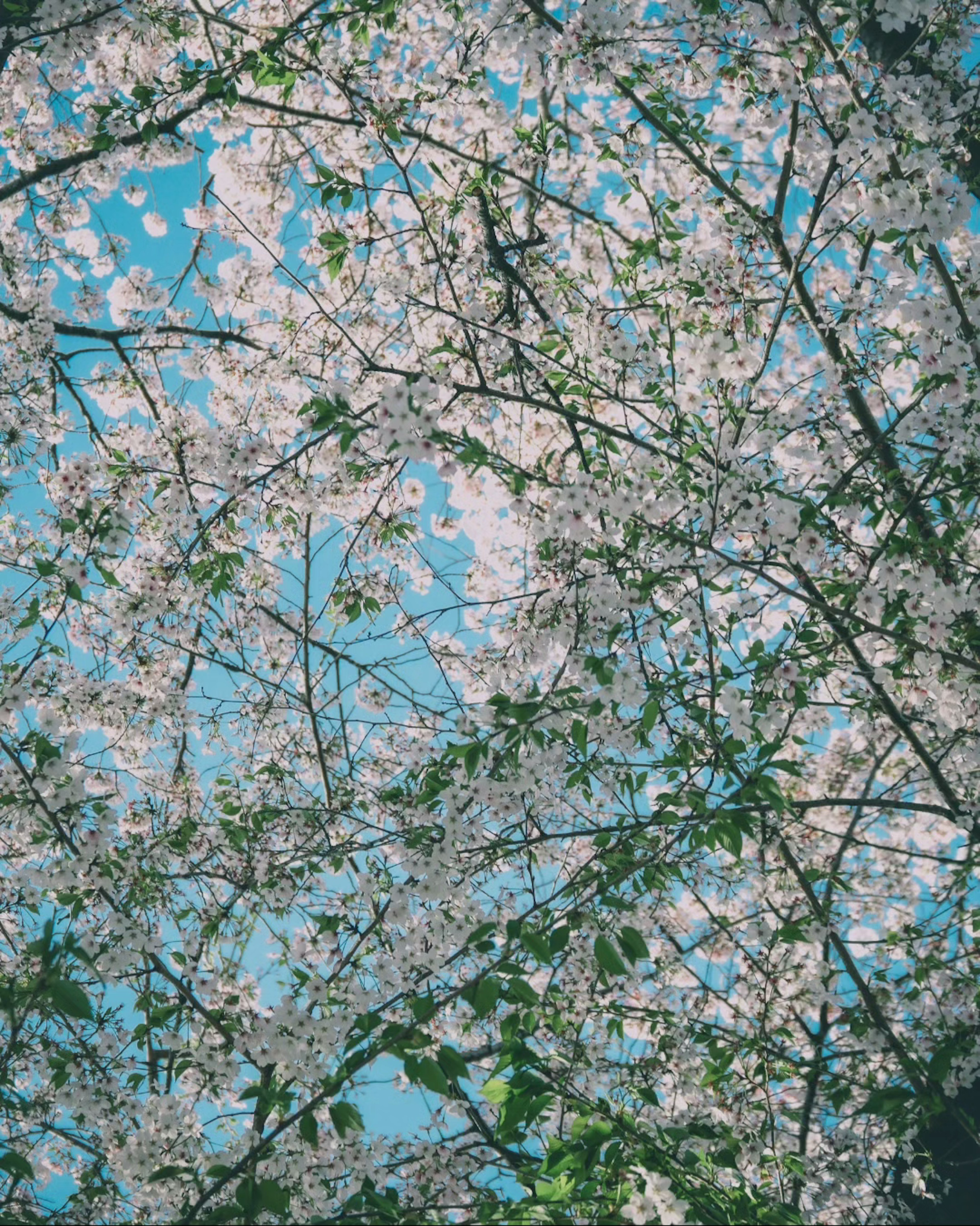 Gros plan des branches de cerisier en fleurs sur fond de ciel bleu clair