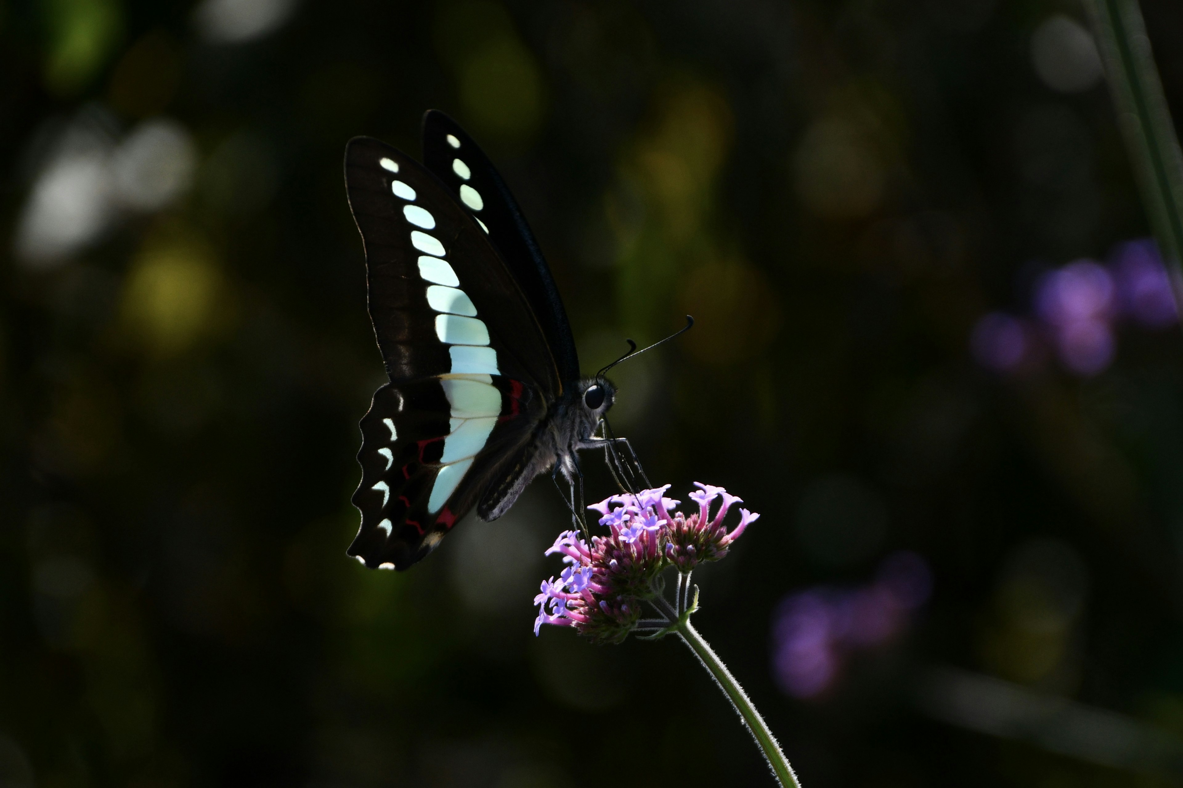 A blue butterfly perched on a purple flower in a serene setting