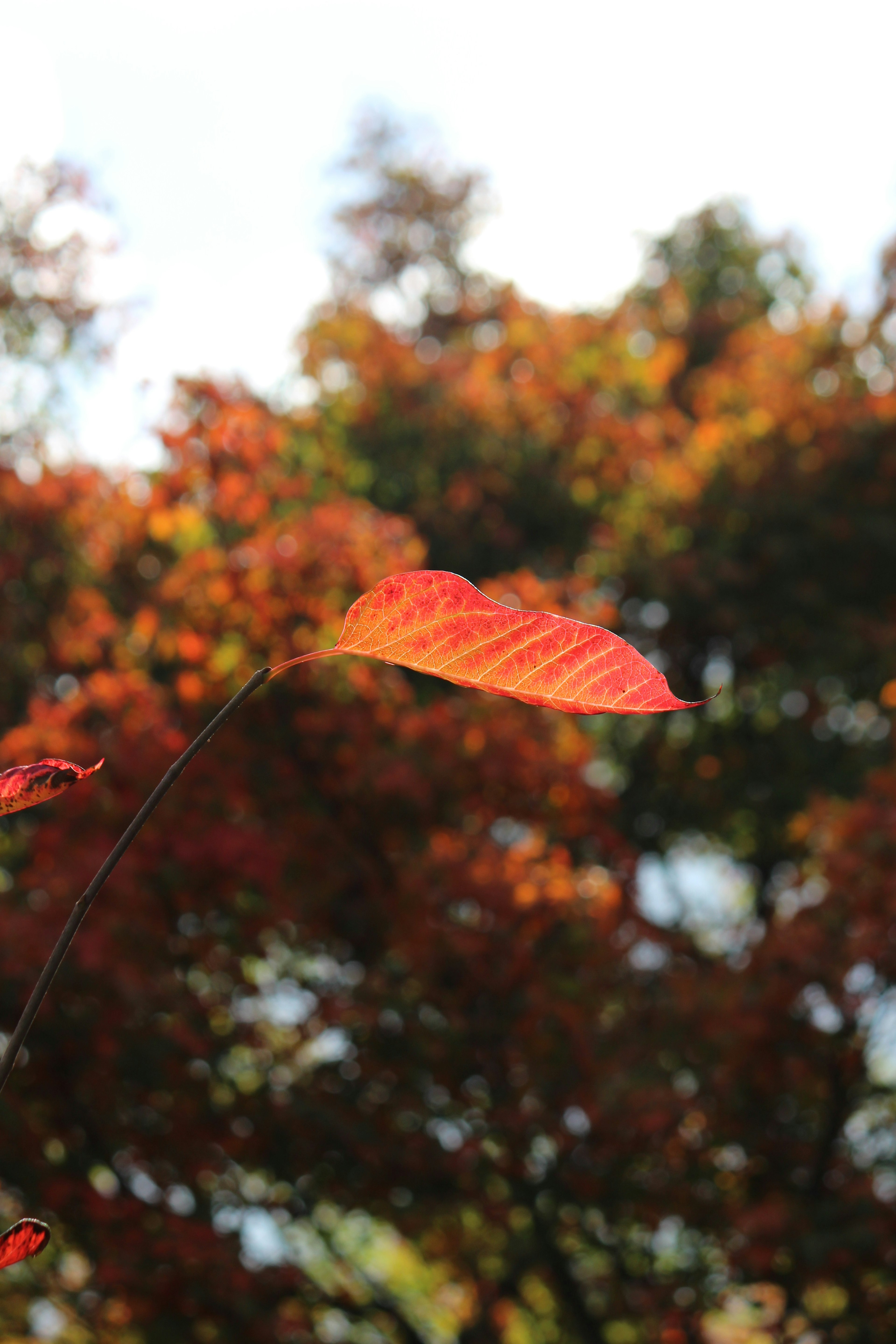 A vibrant red leaf stands out against a backdrop of autumn trees