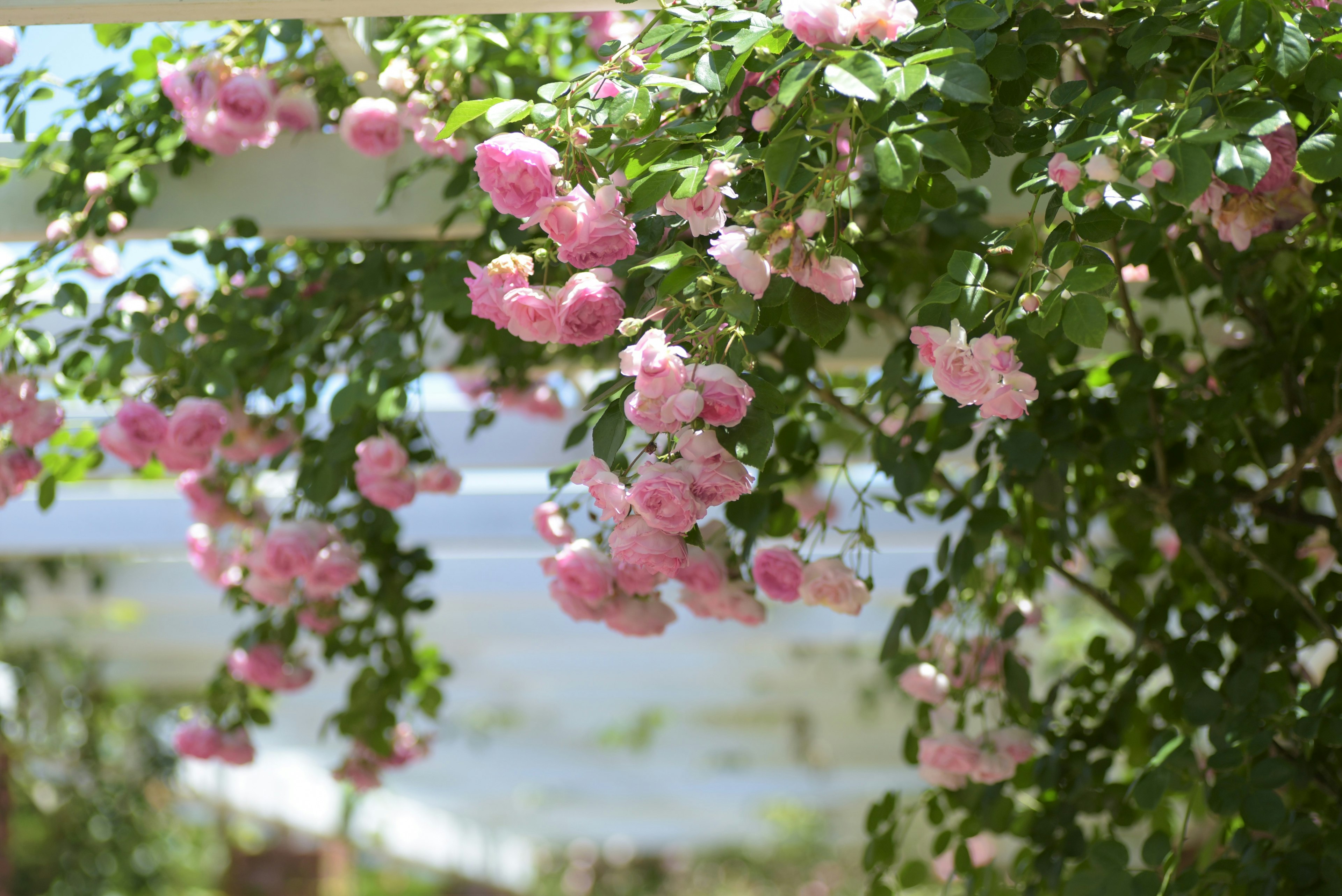 ピンクの花が咲いたつるバラが木製のフェンスに絡まっている風景