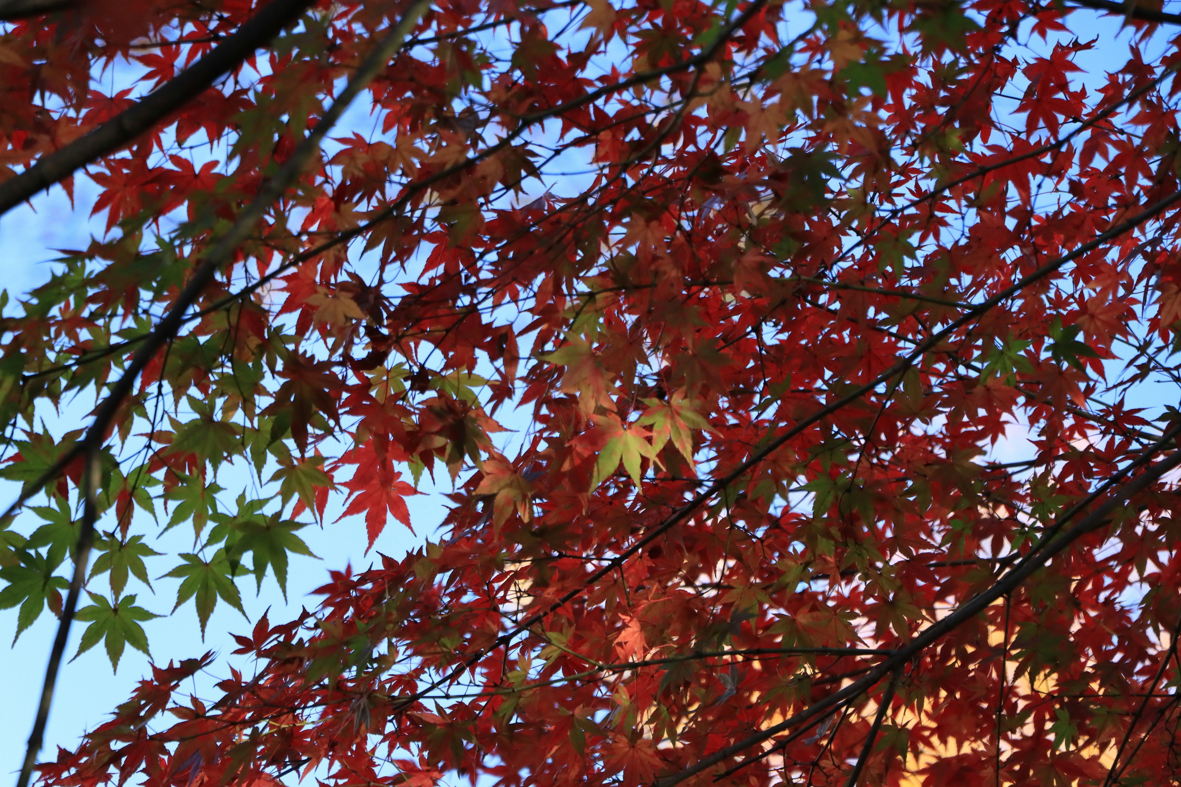 Vibrant autumn leaves with a mix of red and green against a blue sky