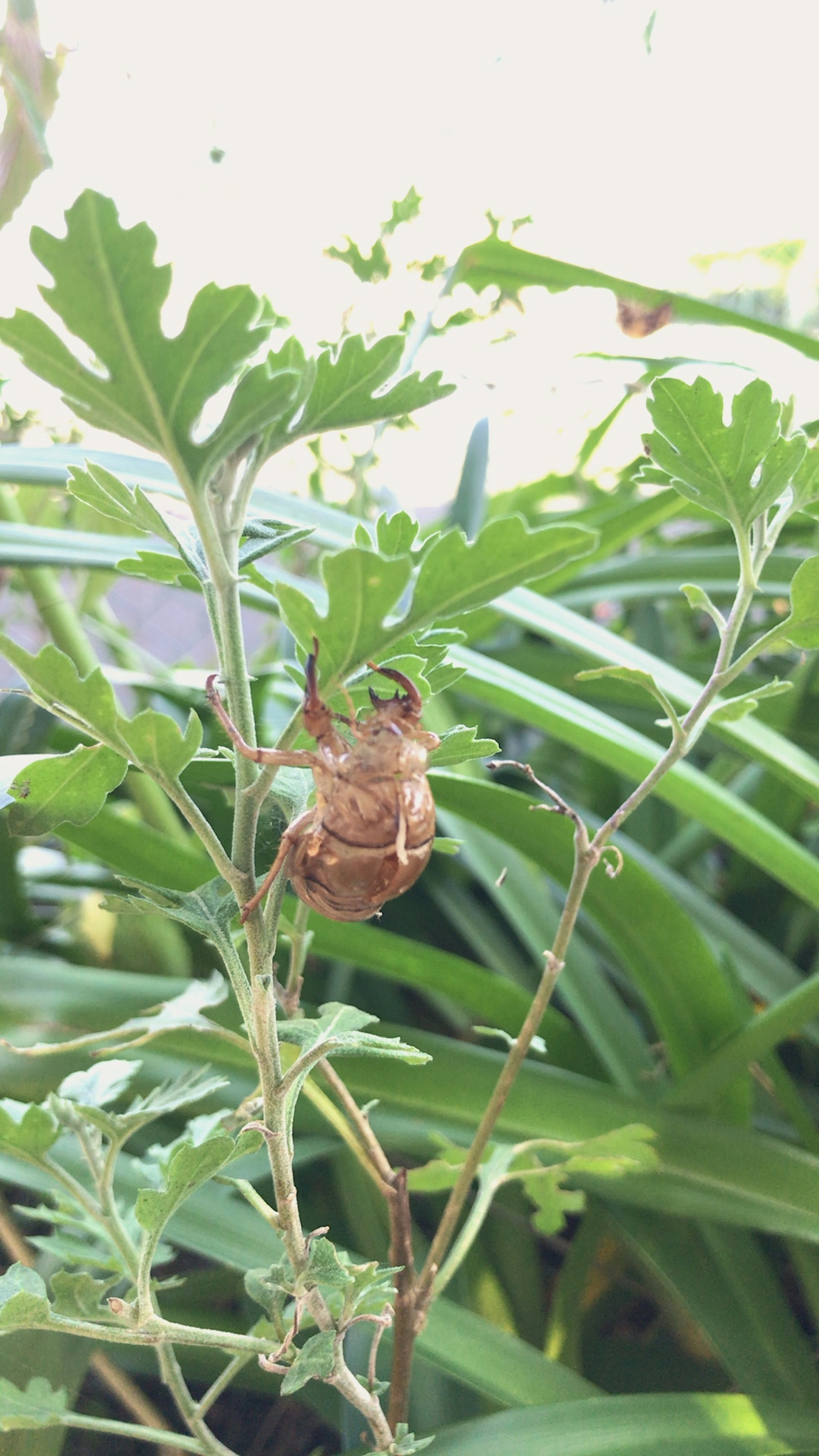 Cáscara de cigarra descansando en una rama de planta rodeada de hojas verdes