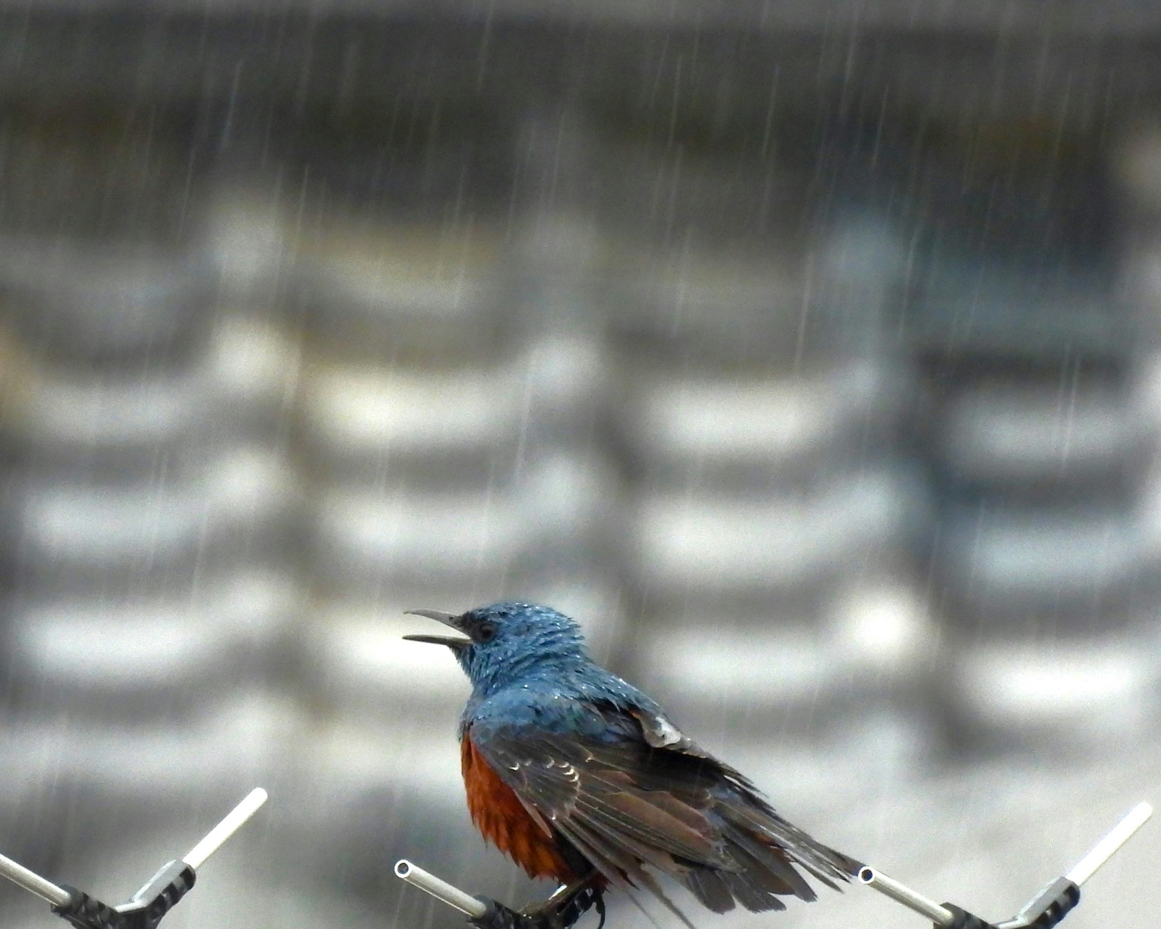 A blue bird perched on a wire in the rain