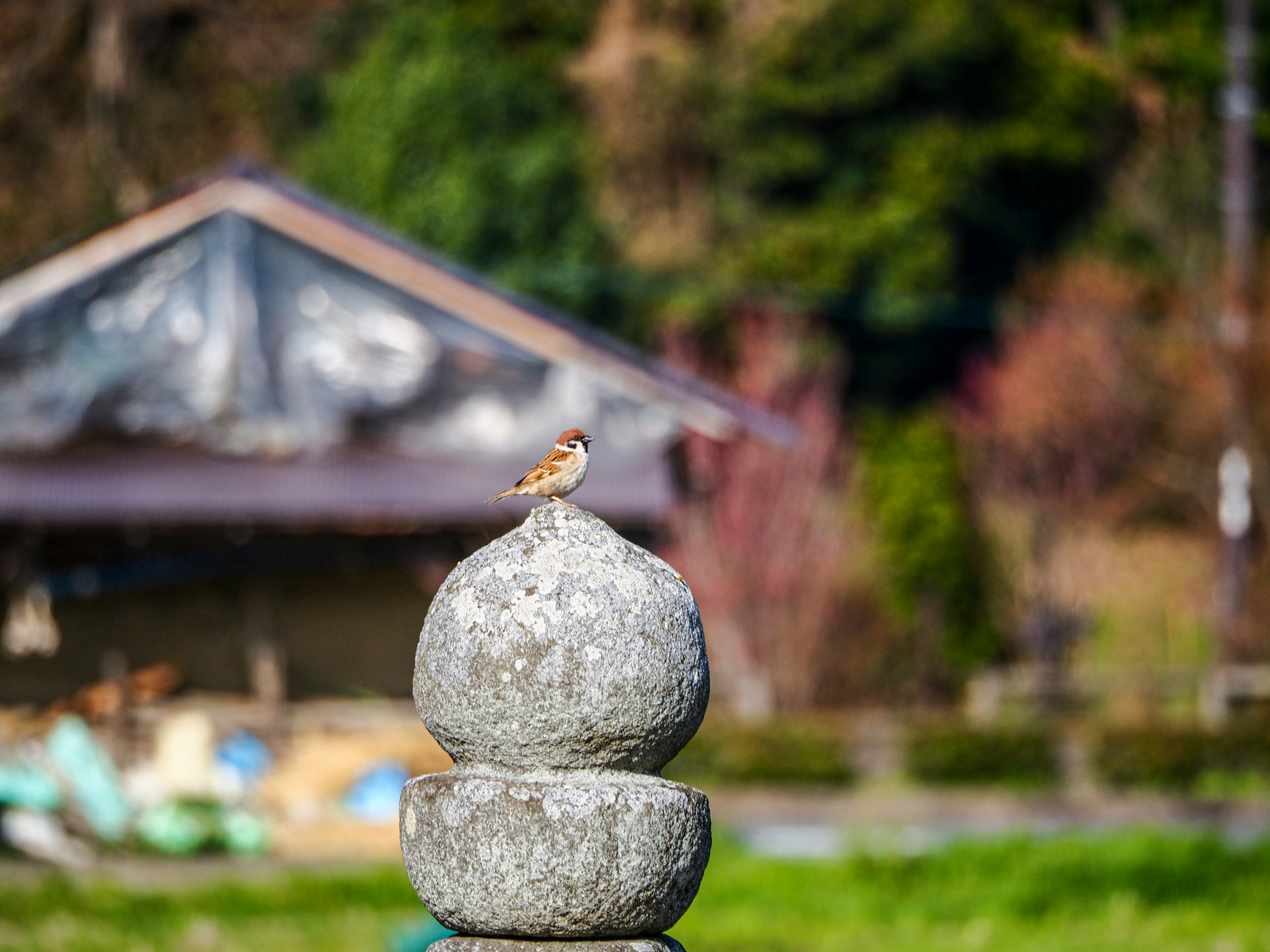 Un pequeño pájaro posado sobre una linterna de piedra en un entorno natural