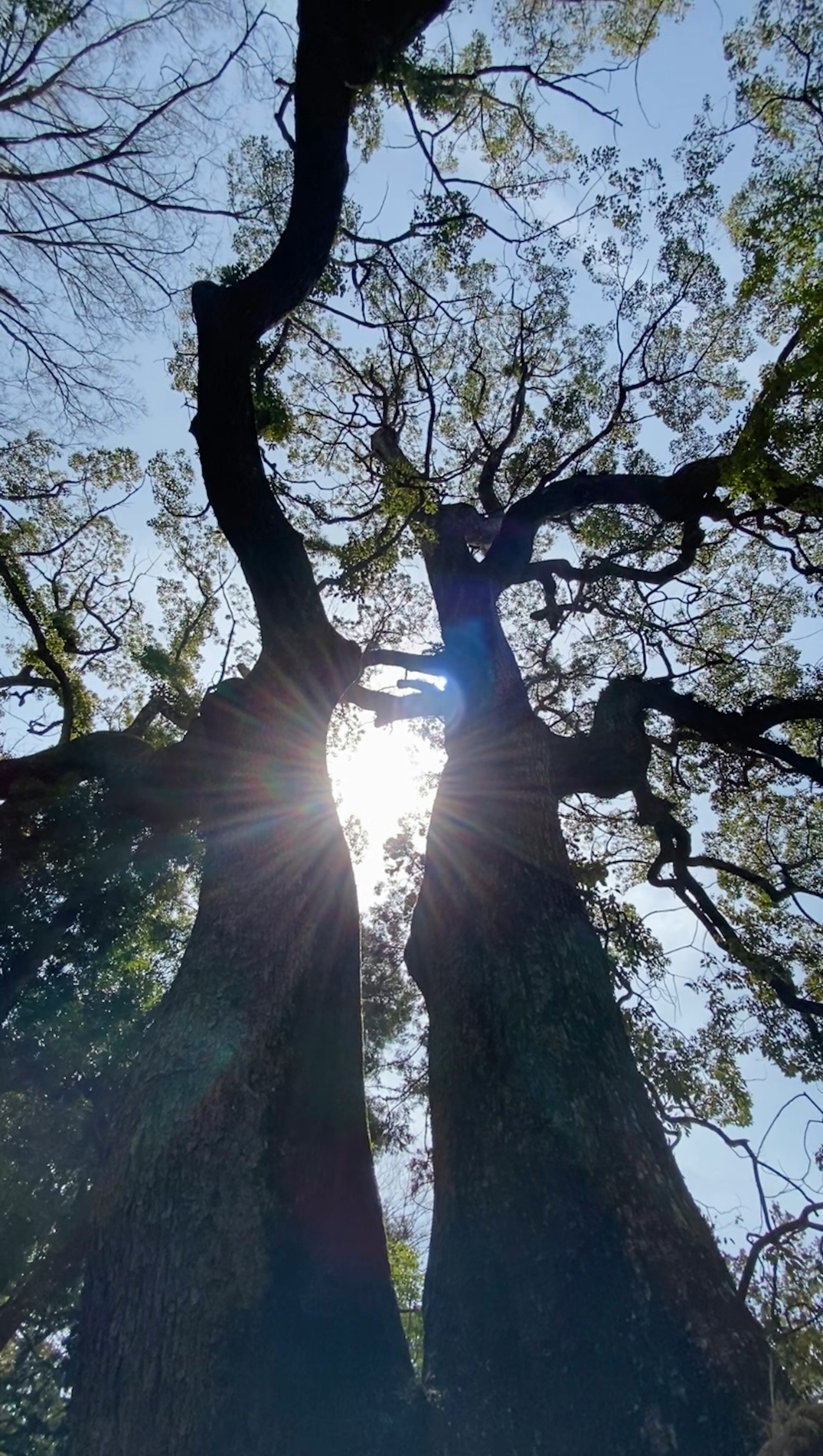 太陽の光が木々の間から差し込む風景