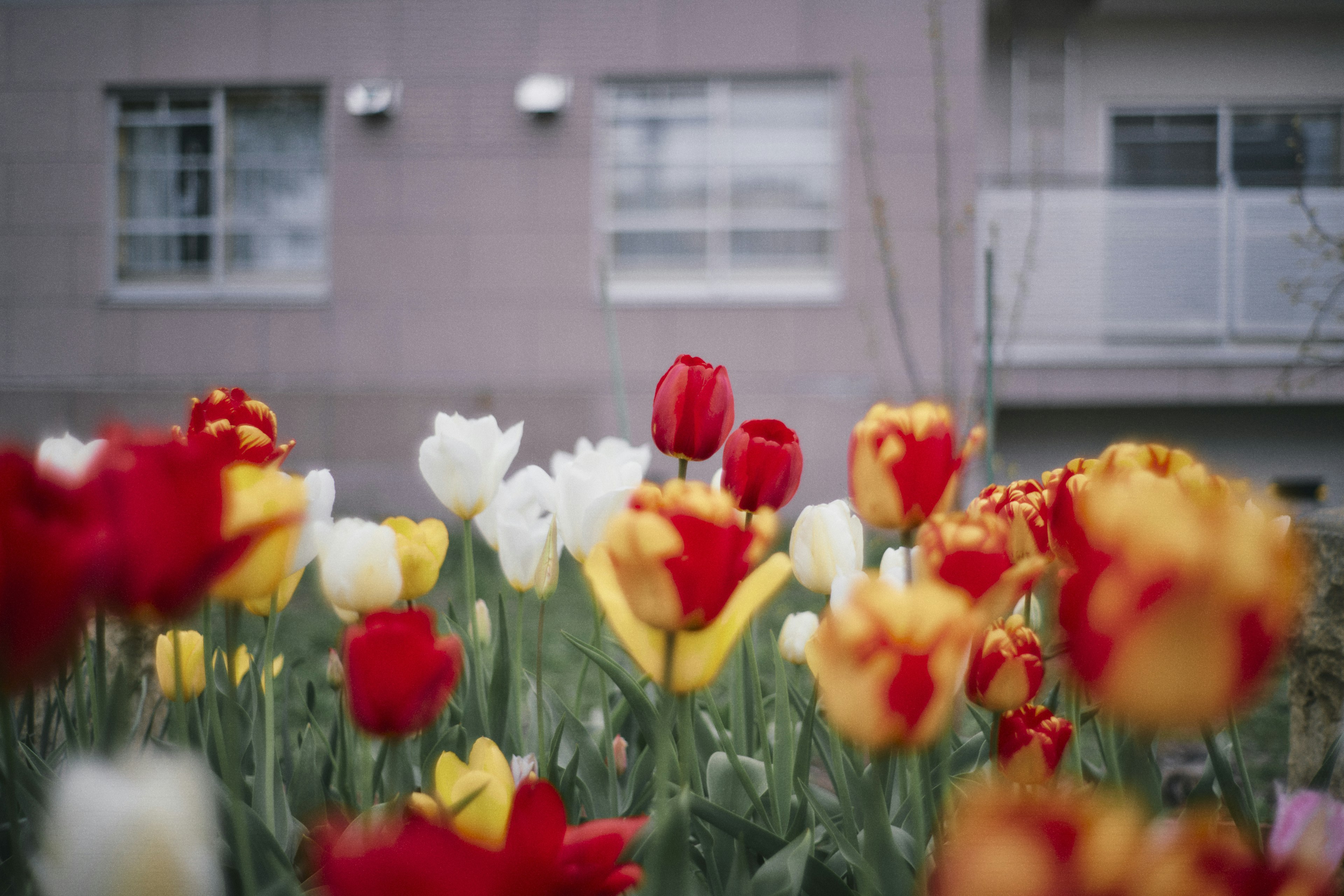 A vibrant garden filled with red and yellow tulips with a building in the background