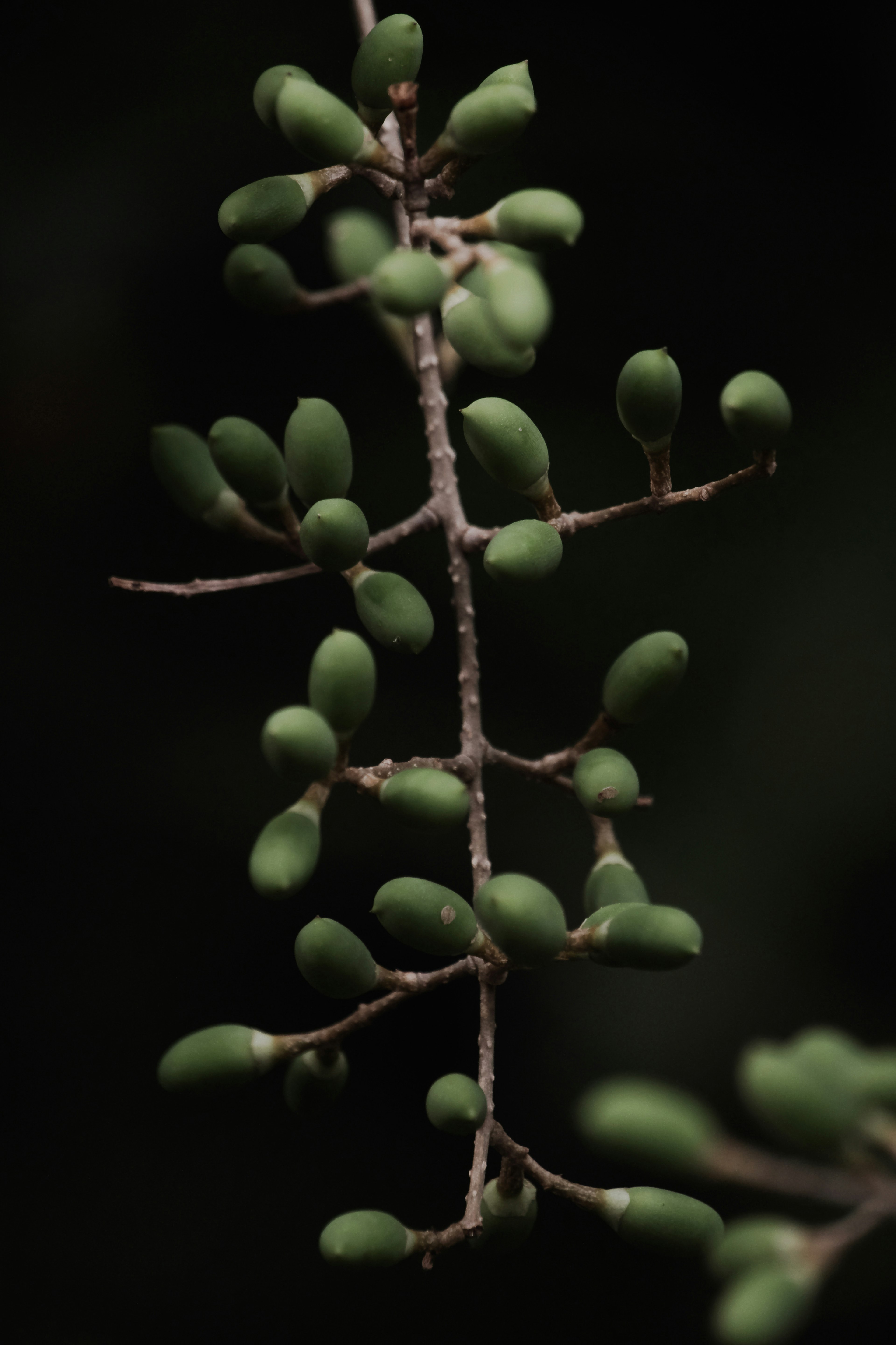 Close-up dari cabang tipis dengan buah hijau