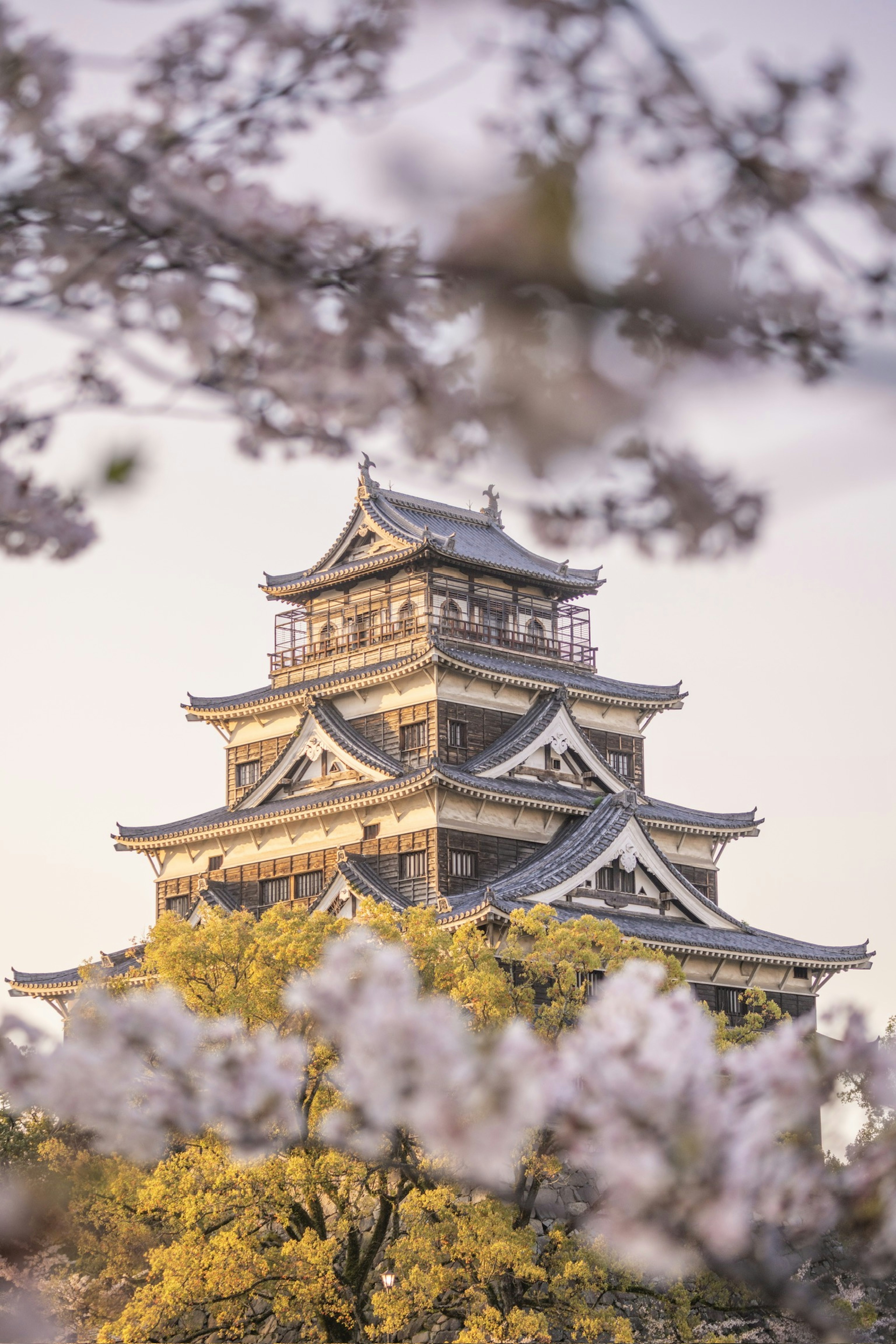 Kastil Jepang yang indah dikelilingi oleh bunga sakura