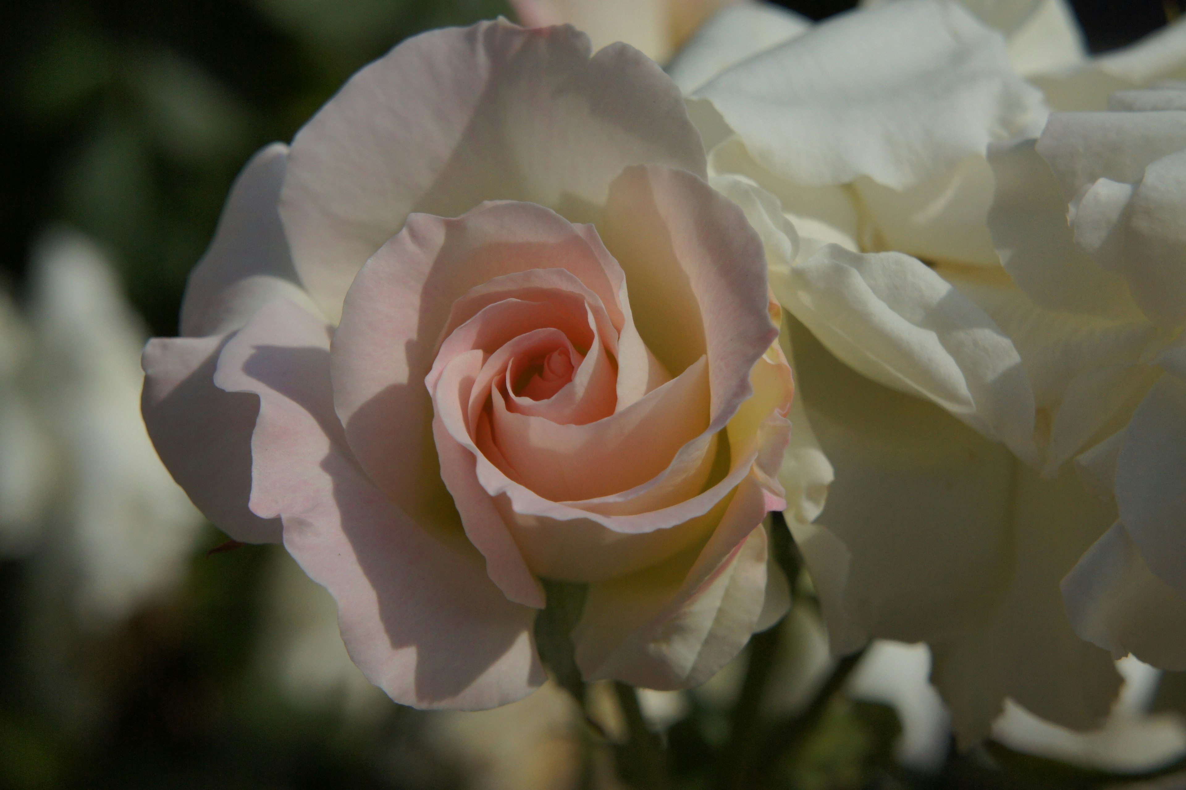 Gros plan d'une rose blanche et rose pâle