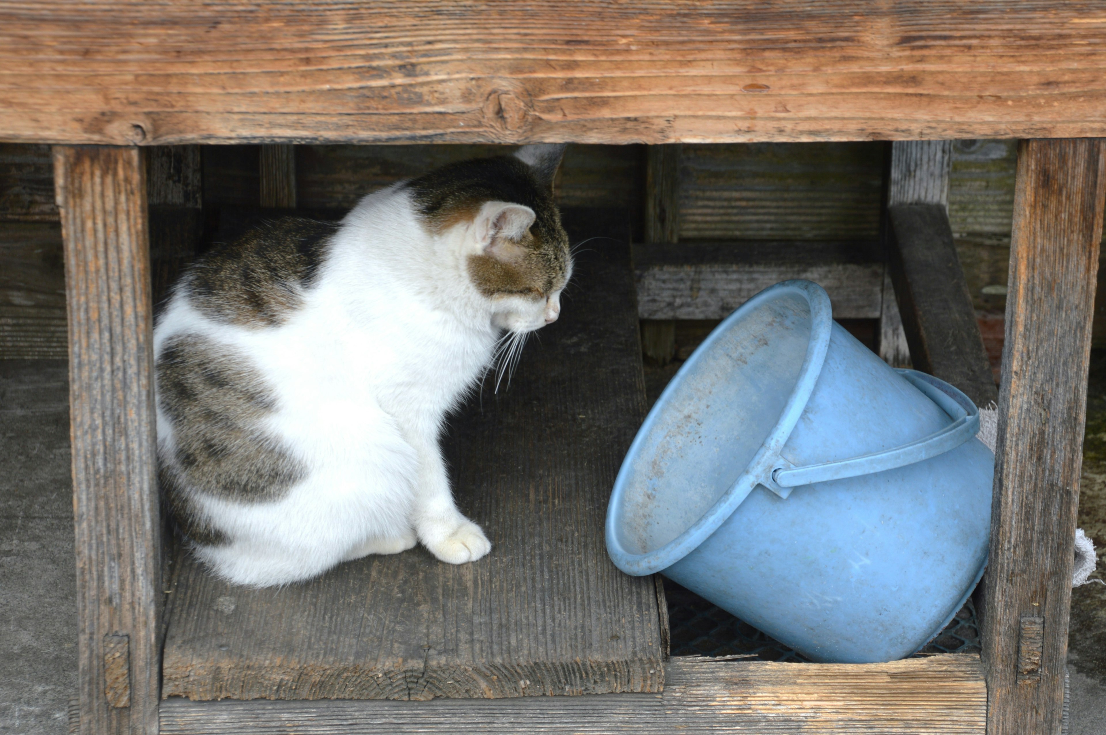 Cat observing a blue bucket