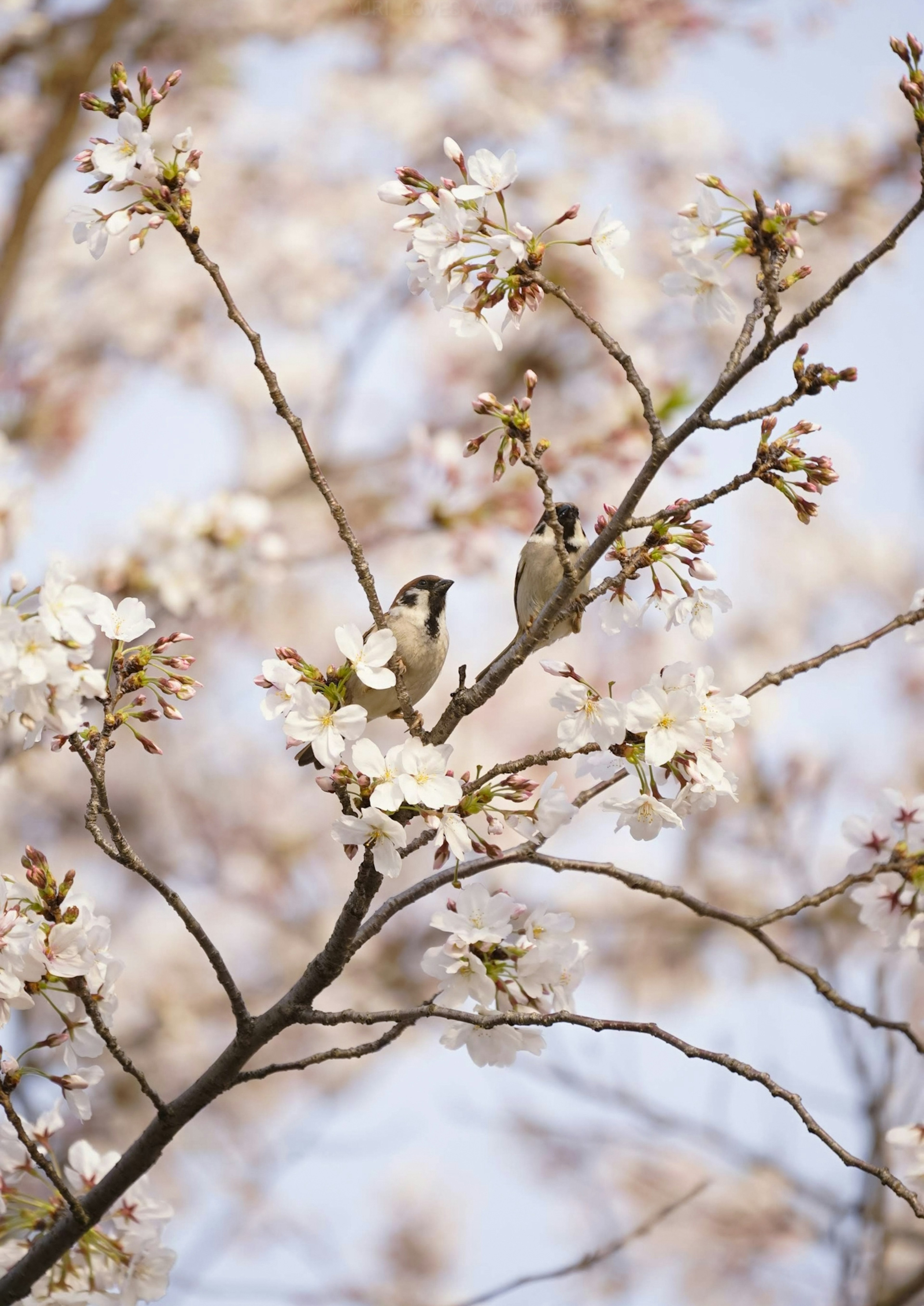 Una bella scena primaverile con fiori di ciliegio e due uccelli appollaiati sui rami