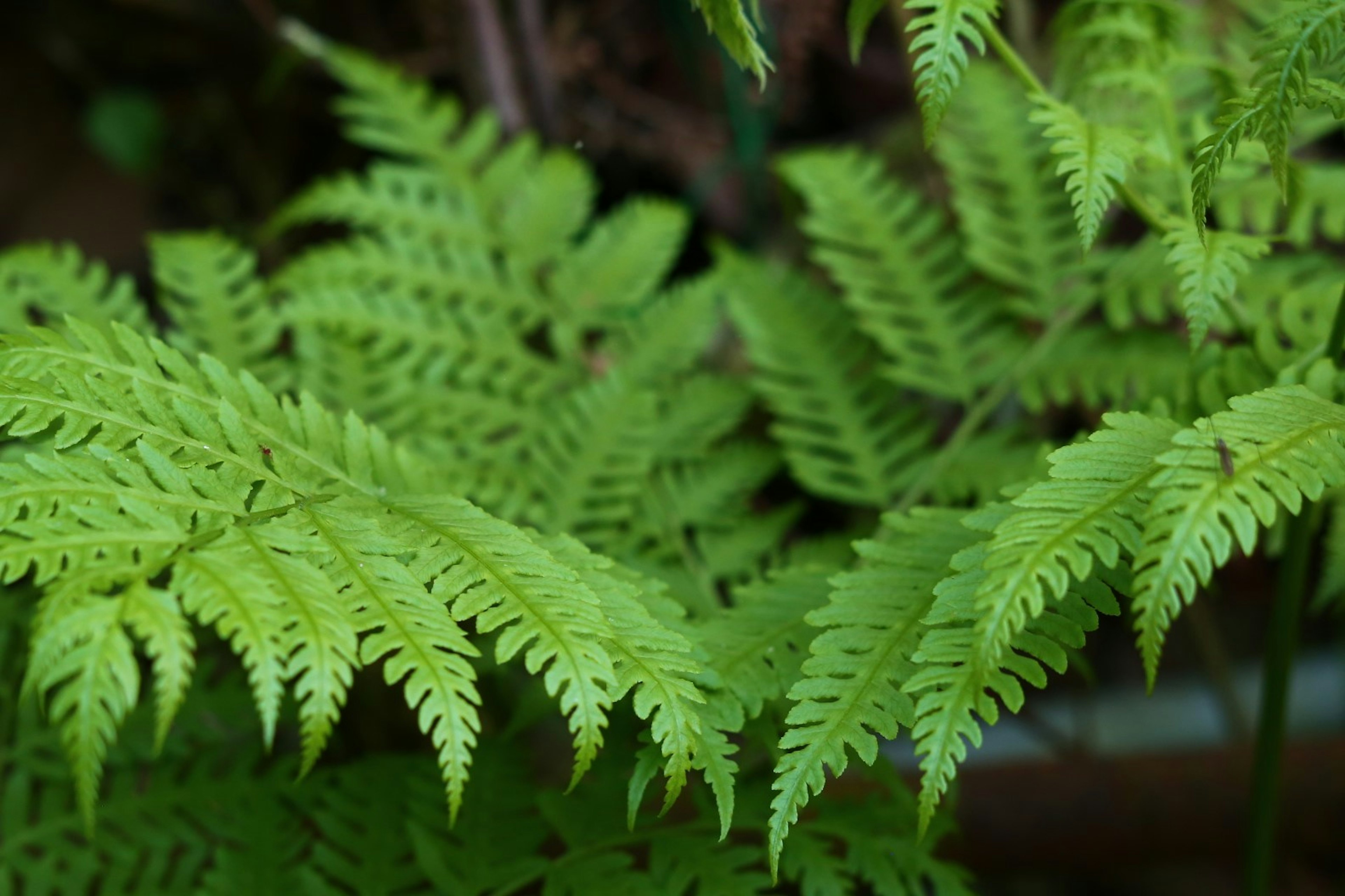 Close-up dari daun paku hijau yang saling tumpang tindih