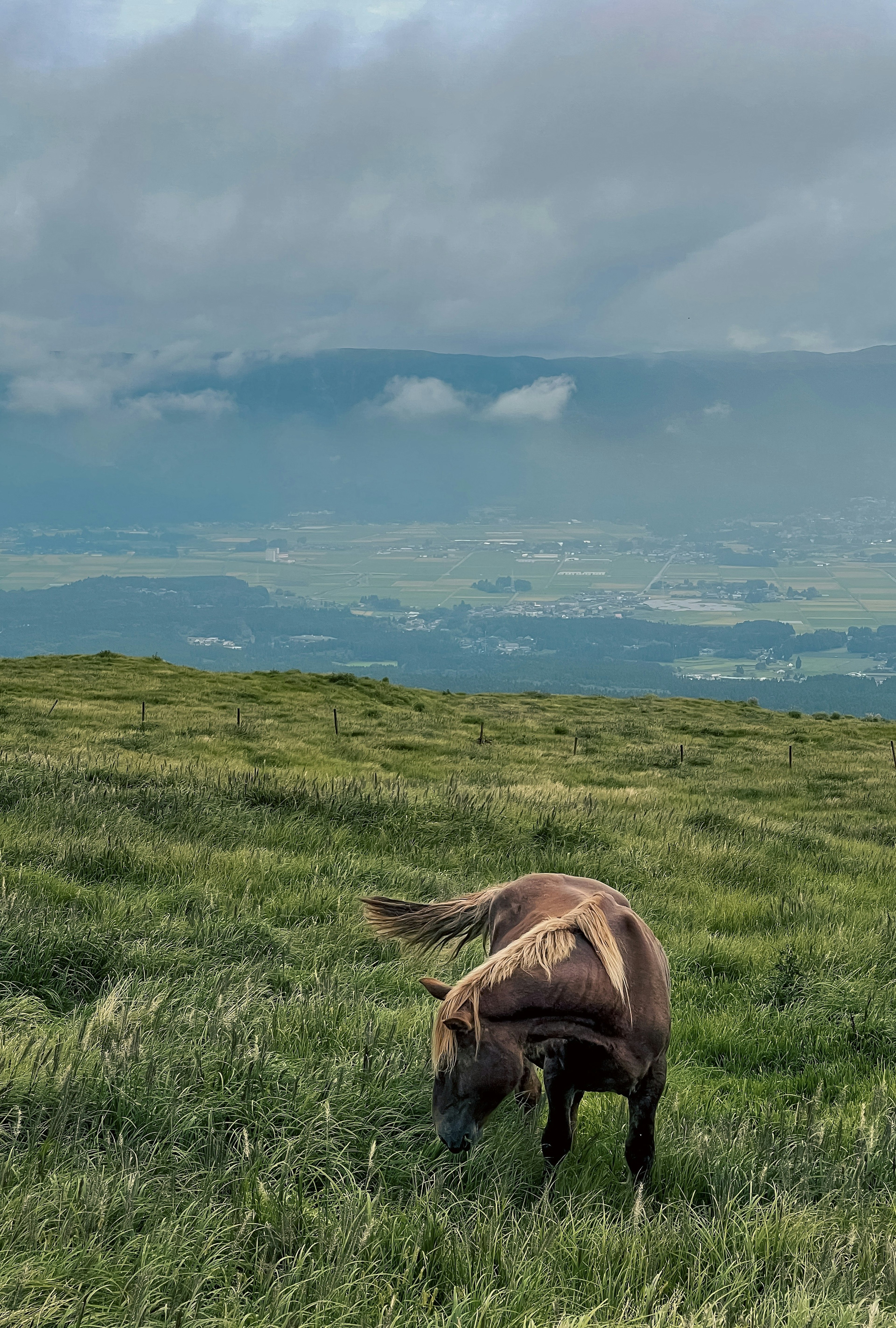 A horse grazing on a grassy hill with a cloudy sky