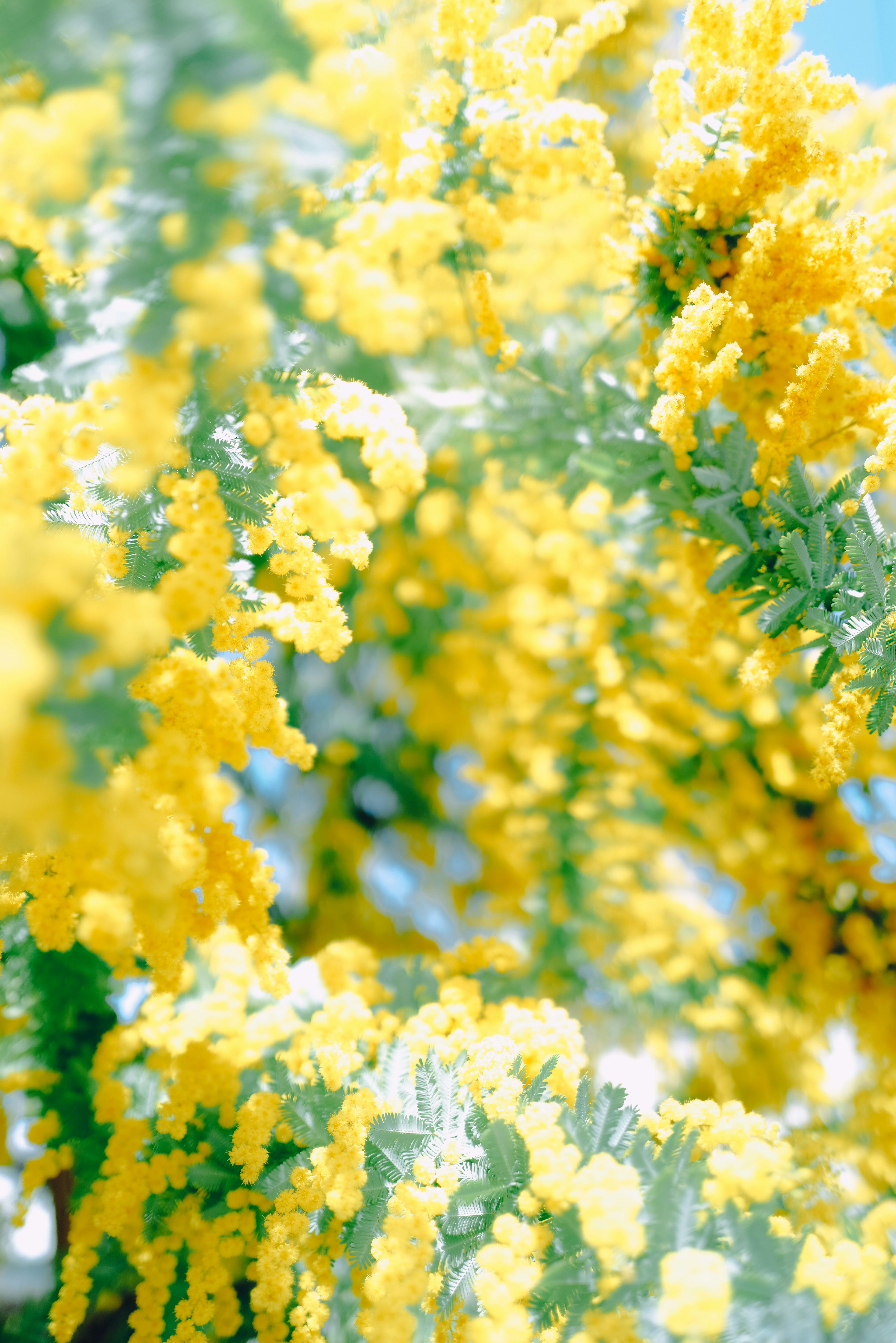 鮮やかな黄色のミモザの花が咲いている様子