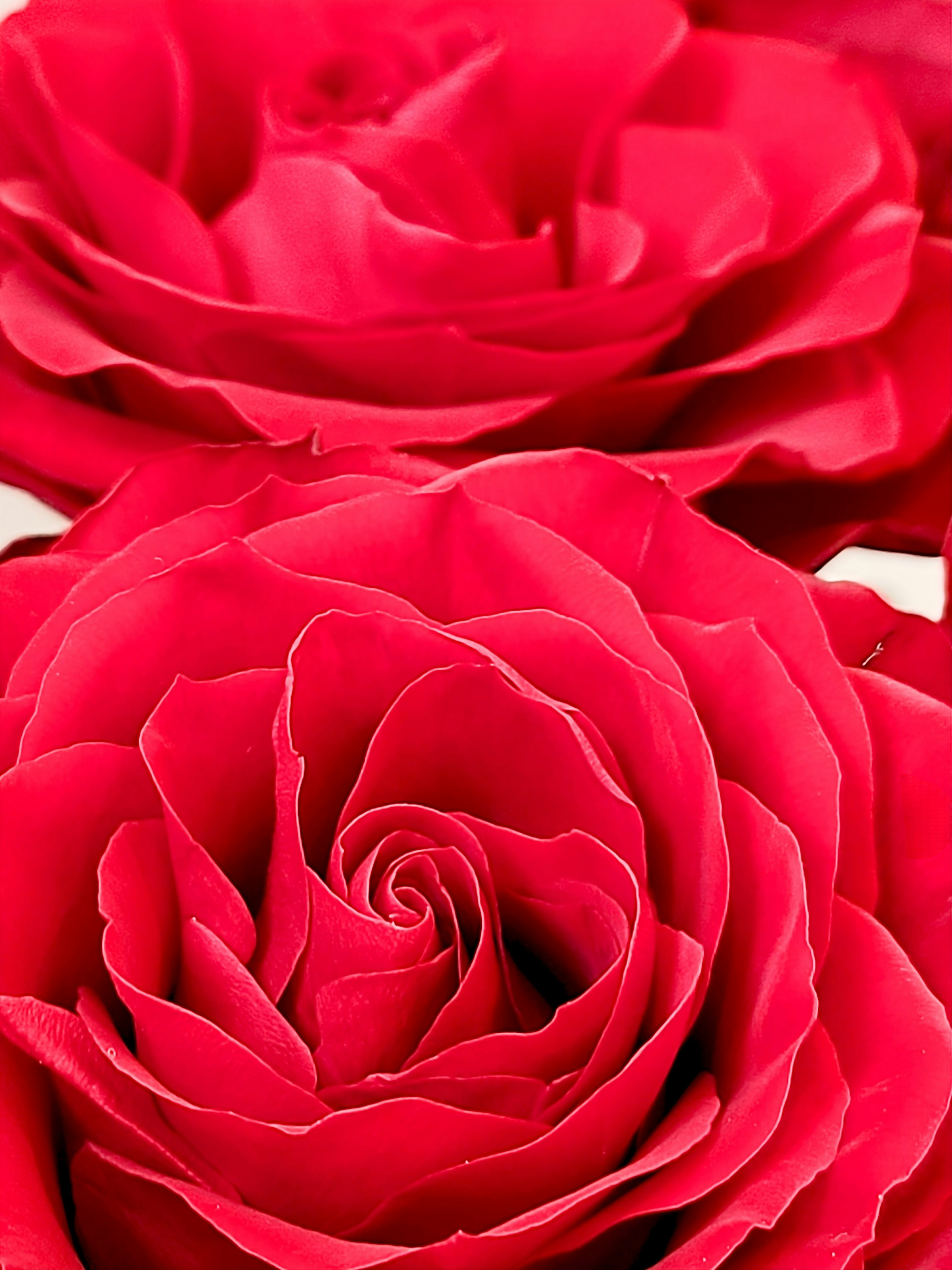 Pétales de rose rouges vifs se chevauchant magnifiquement