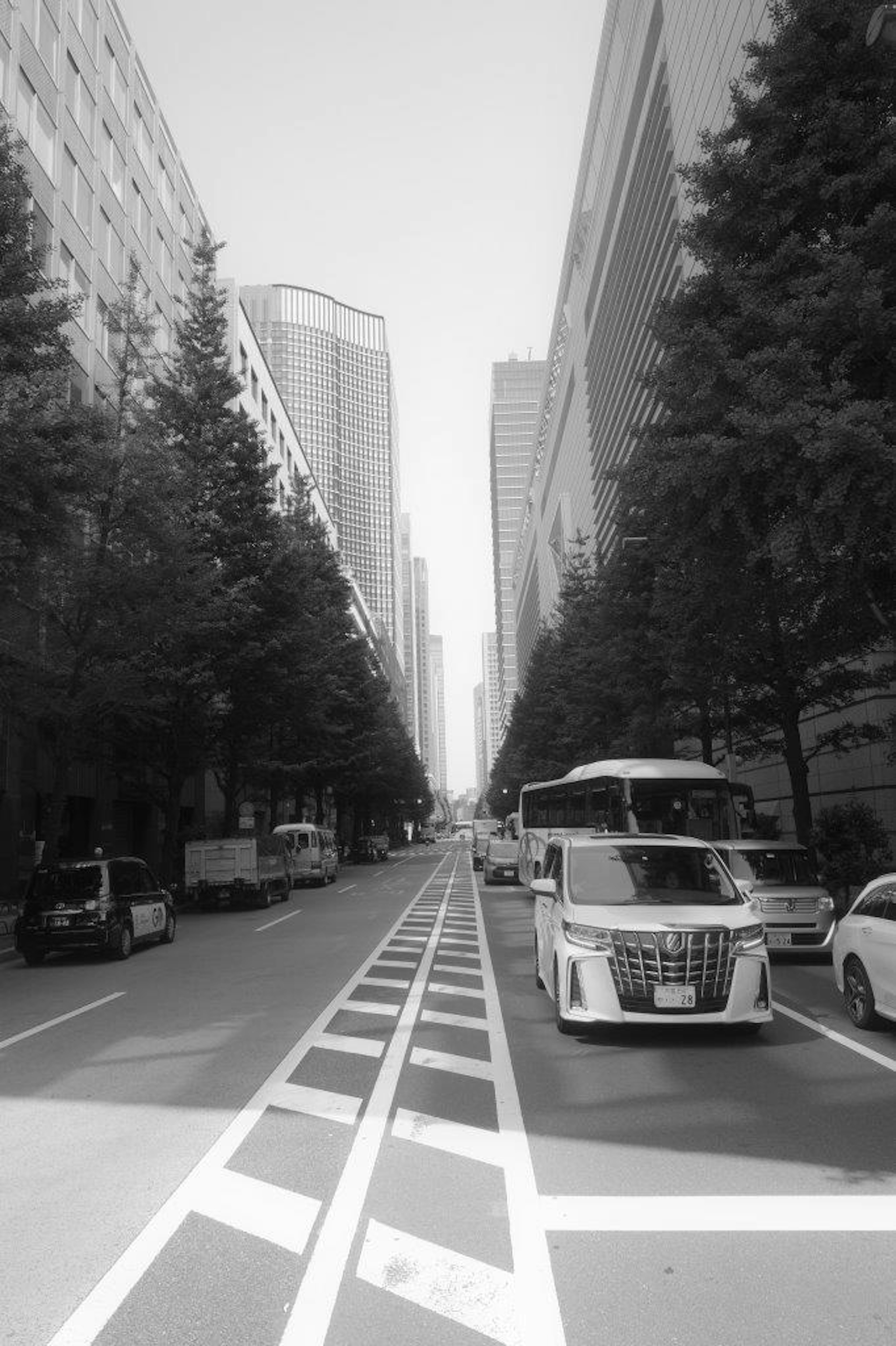 Rue de ville en noir et blanc bordée d'arbres et de véhicules