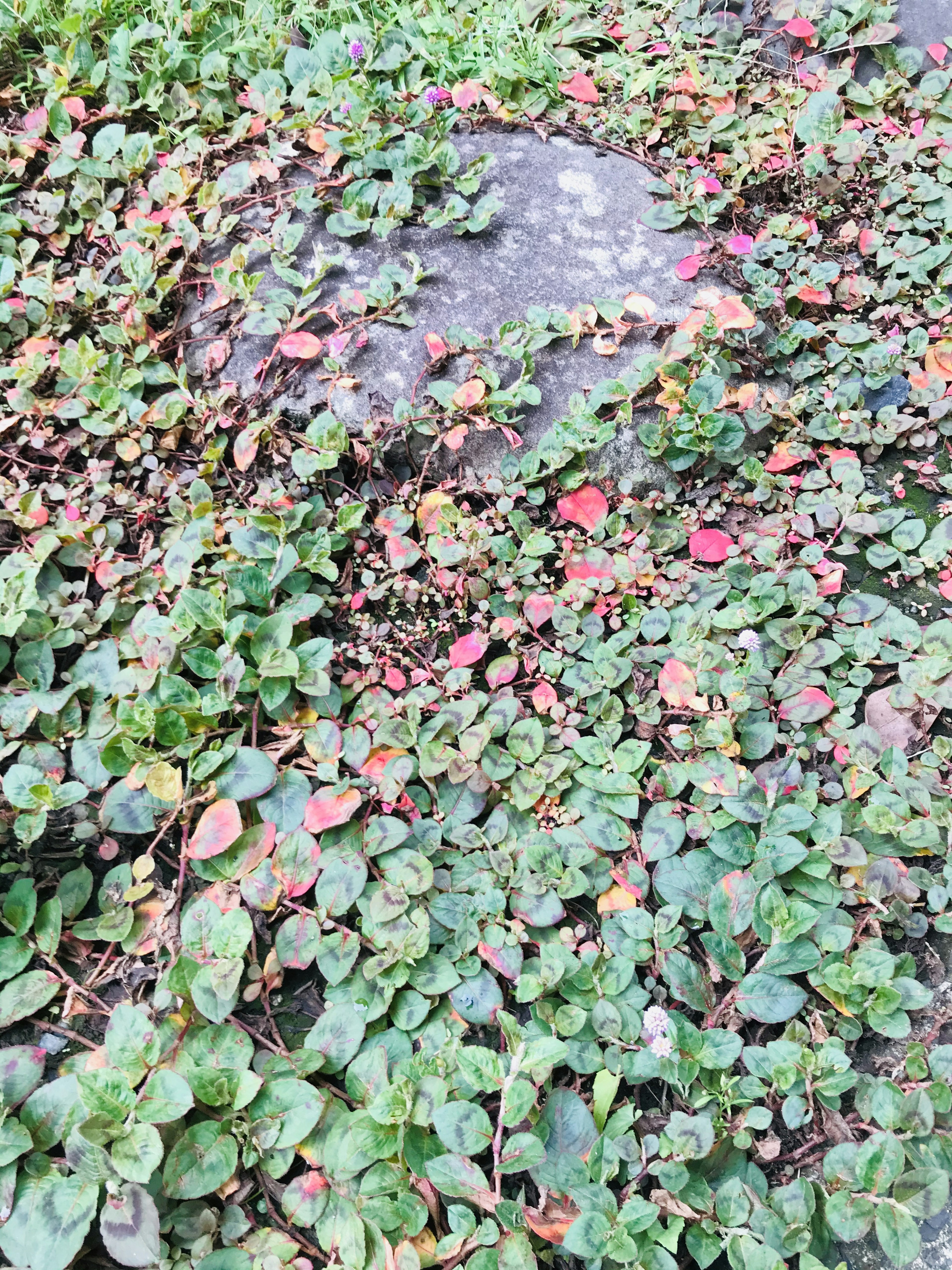 Un paysage avec des feuilles vertes et rouges couvrant le sol avec une pierre visible