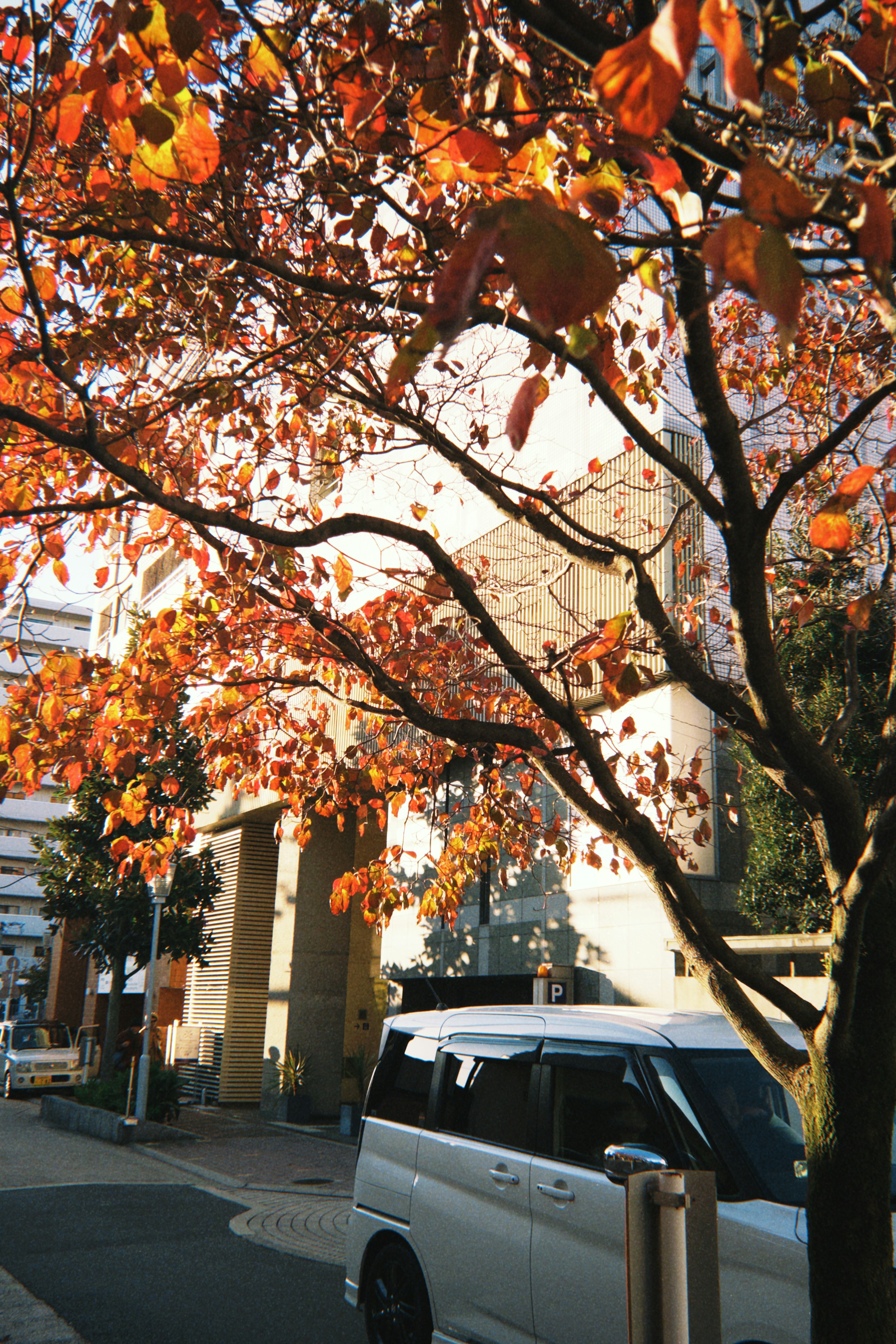 ถนนที่มีใบไม้เปลี่ยนสีสวยงามและรถยนต์สีขาว