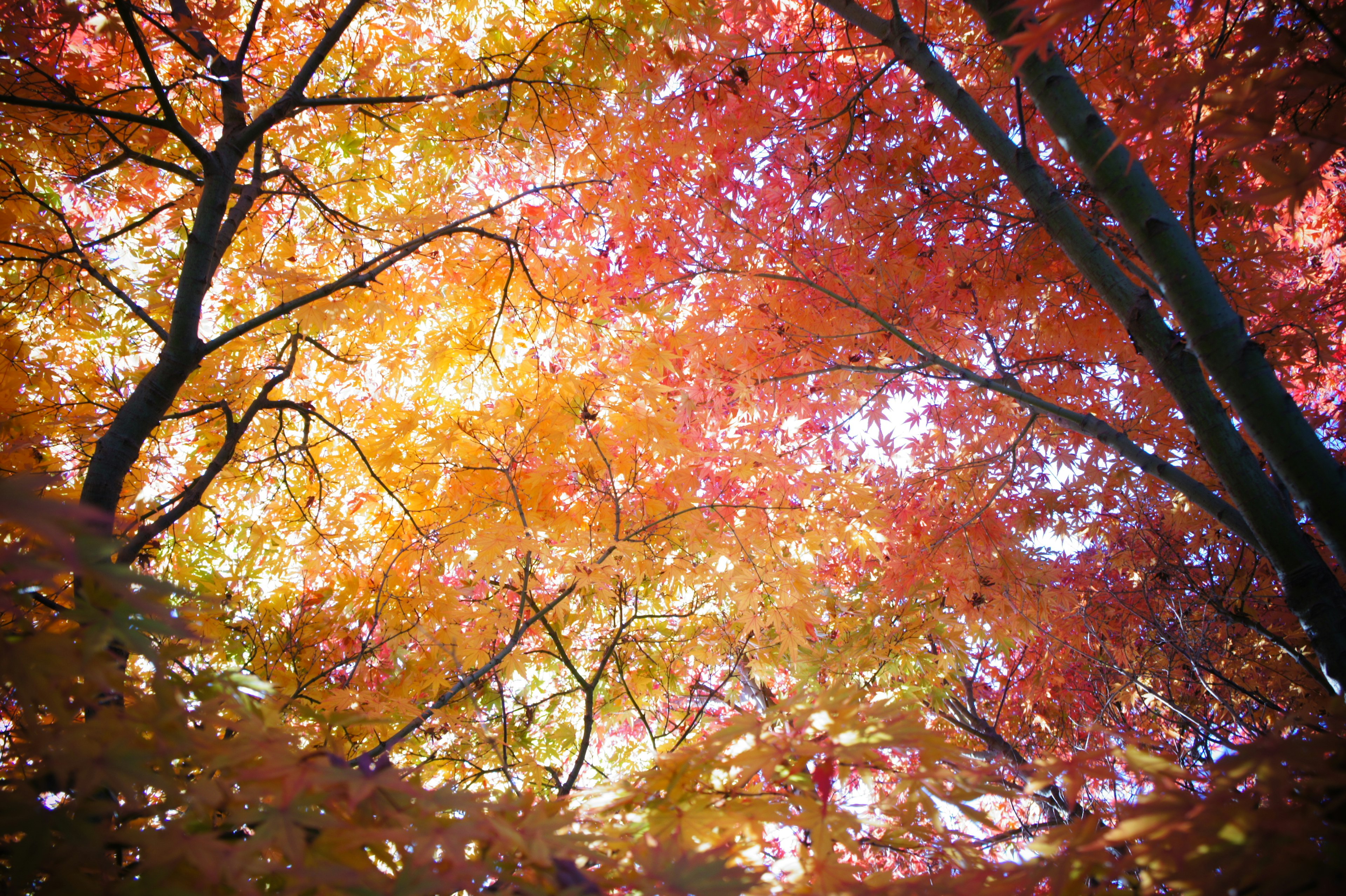 秋天的樹葉視圖，鮮豔的紅色和橙色葉子