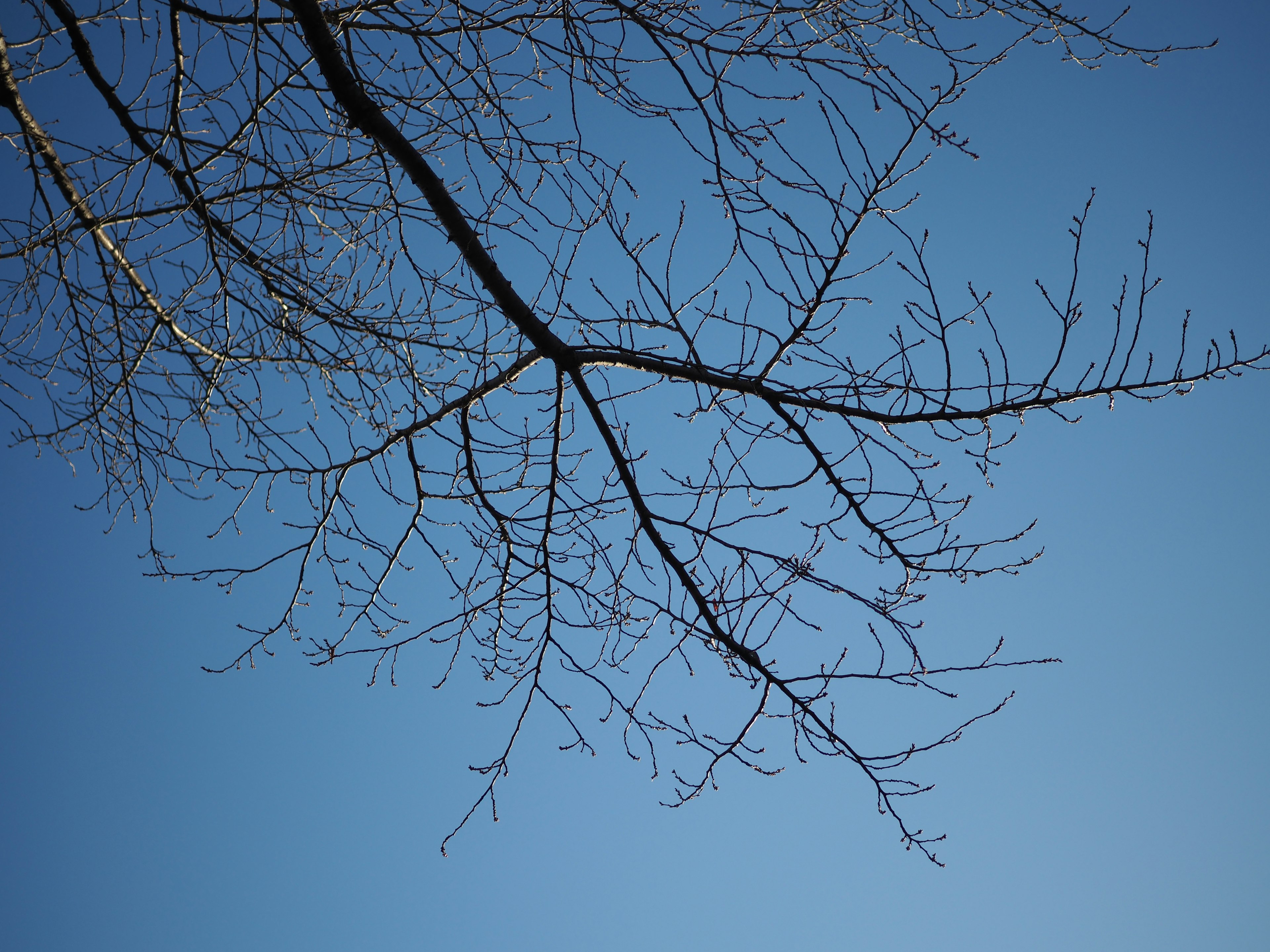 Silhouette von dünnen Baumästen vor einem klaren blauen Himmel
