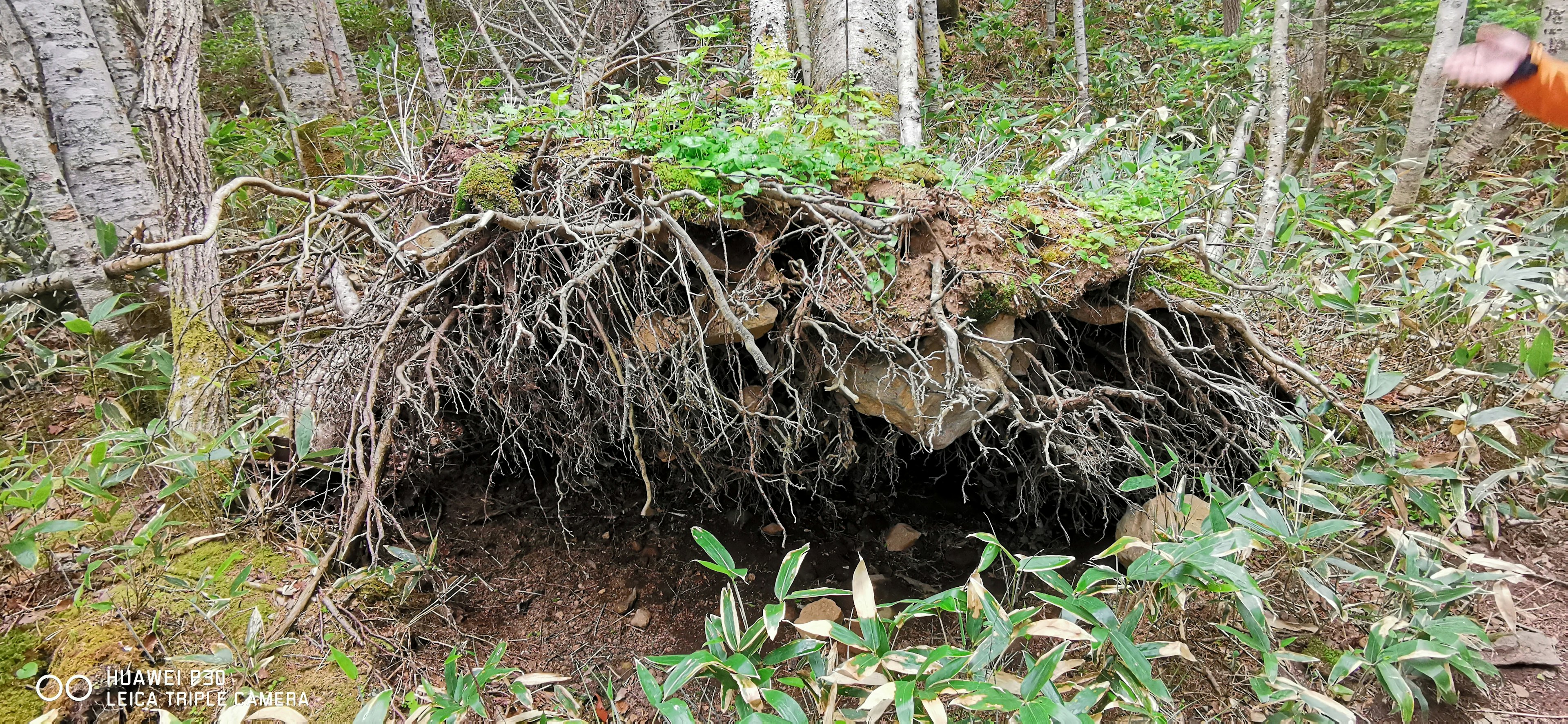 Ceppo d'albero rovesciato con radici esposte circondato da vegetazione in una foresta