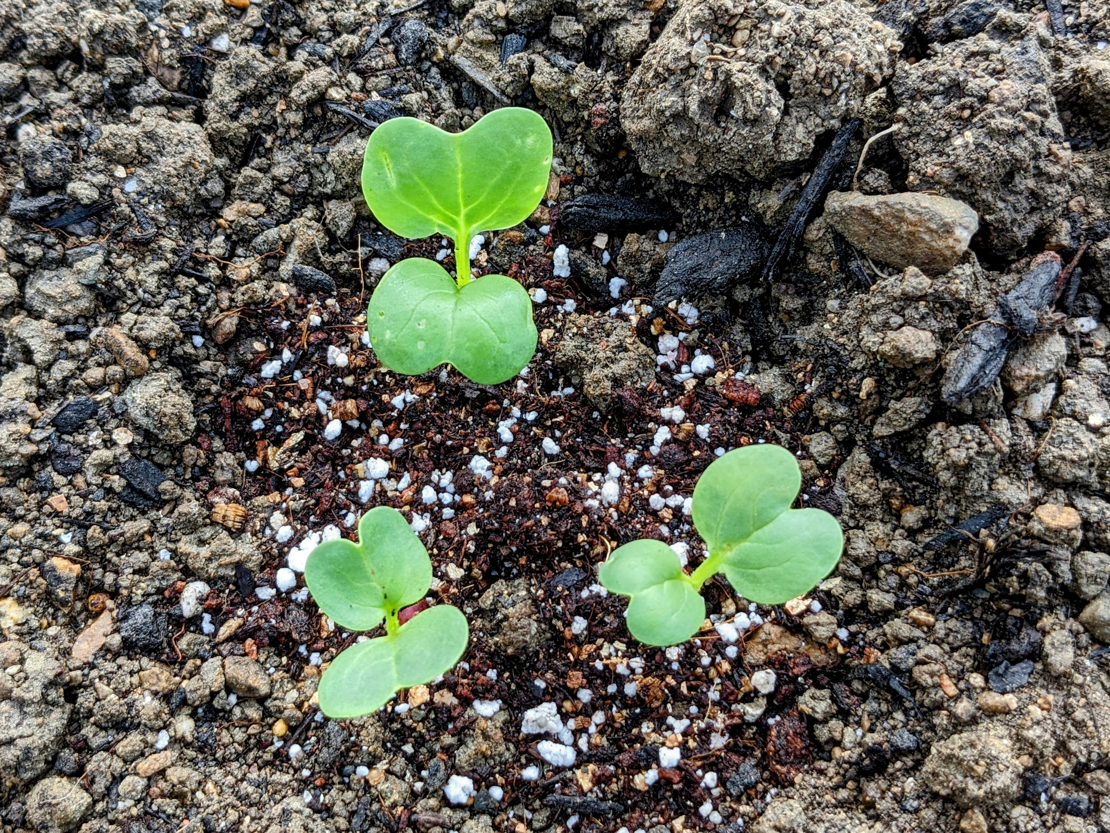 Three small green seedlings growing in soil