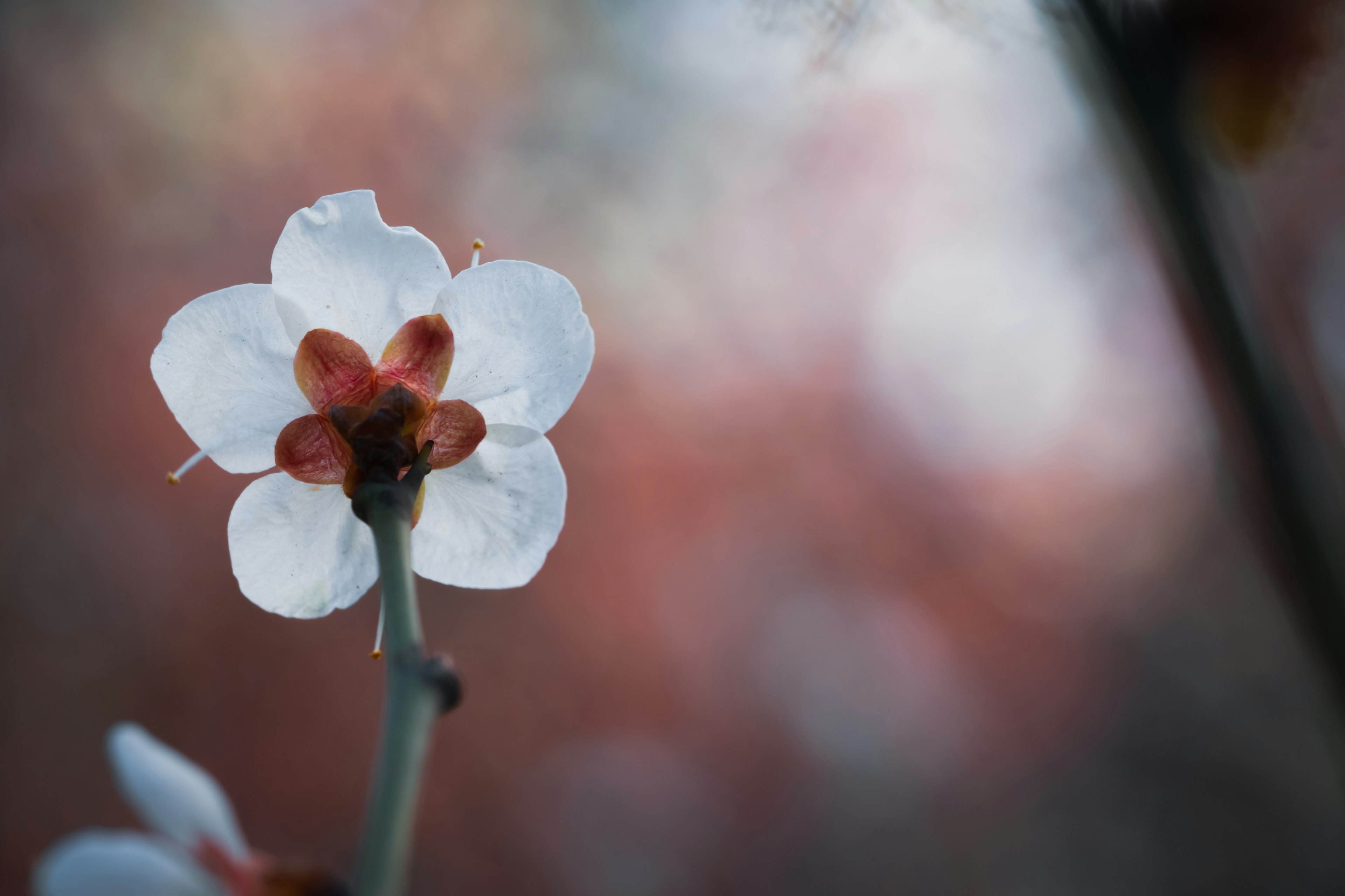 Close-up of a white flower with red stamens blurred background