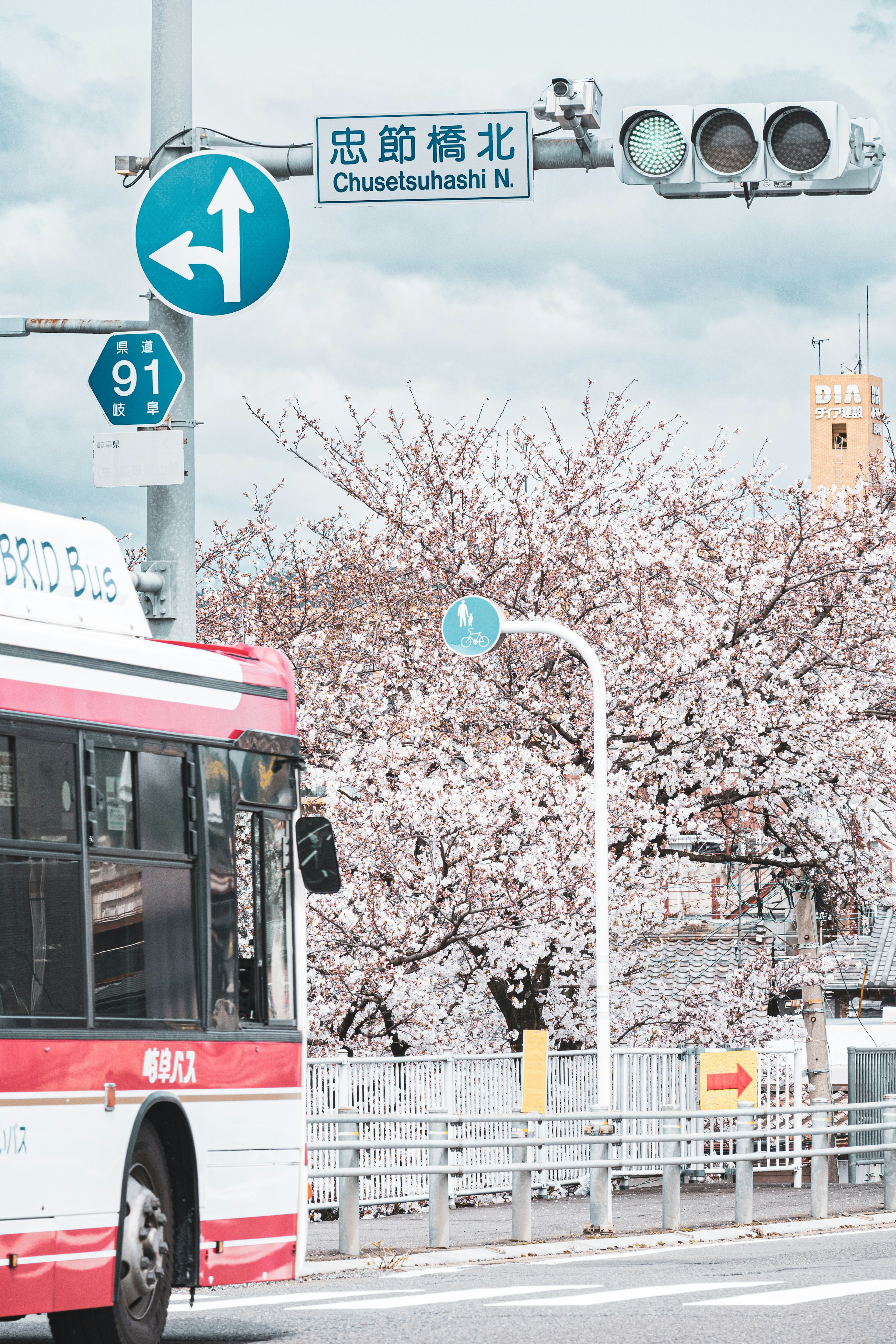 城市风景有樱花树和交通信号灯公交车停靠