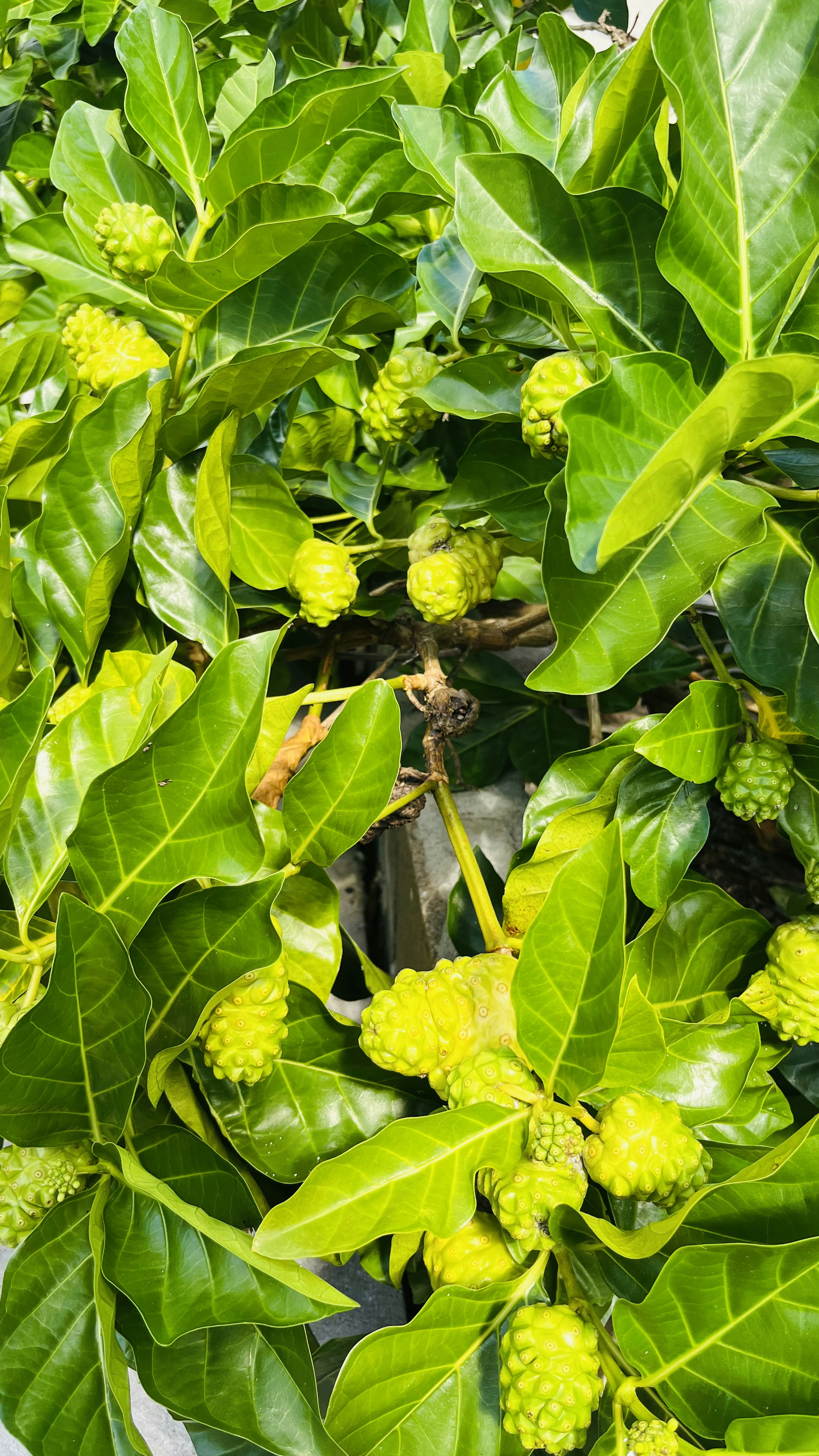 Close-up tanaman dengan daun hijau subur dan buah kuning-hijau