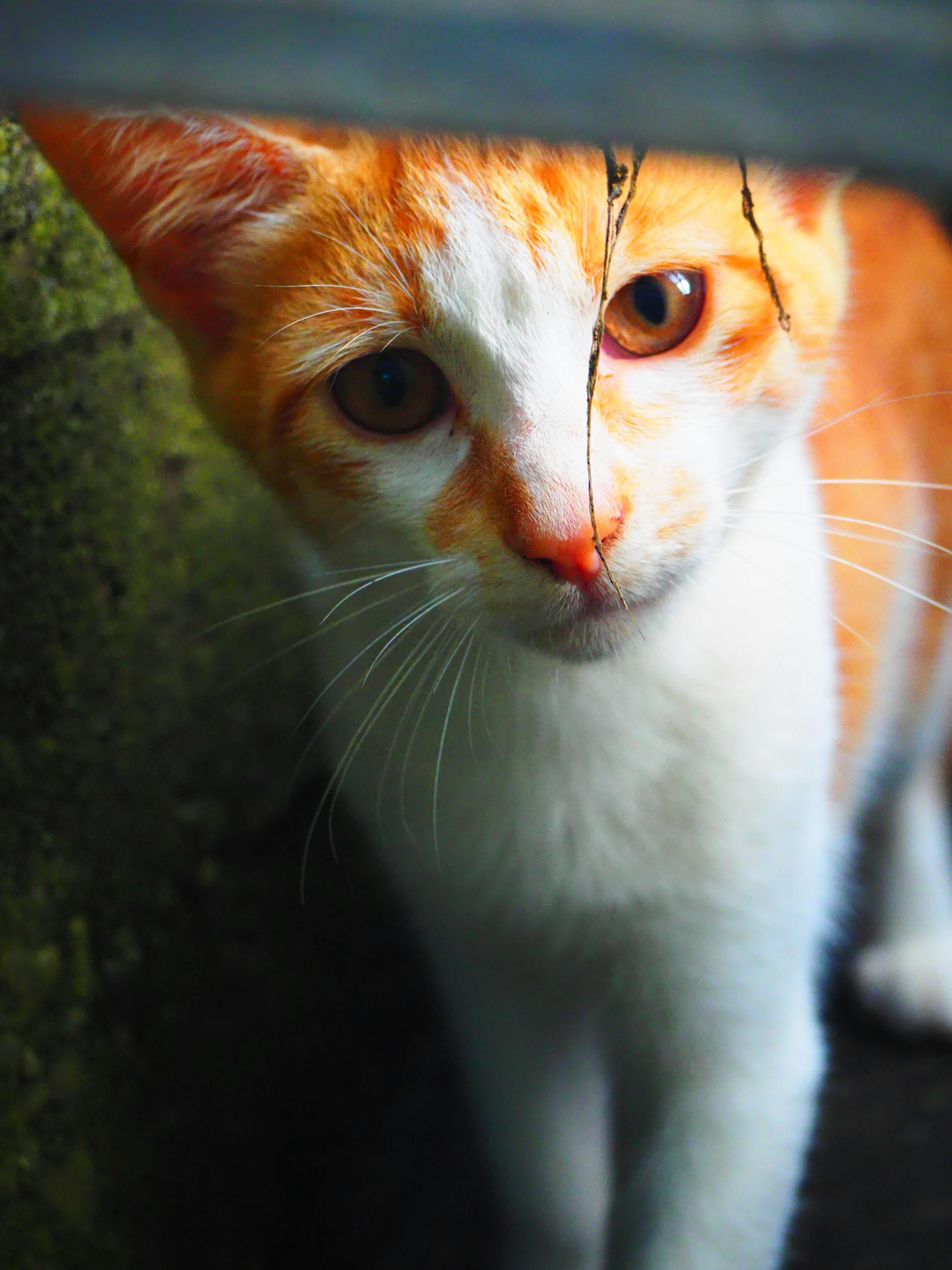 Orange-weißes Katze blickt direkt in die Kamera