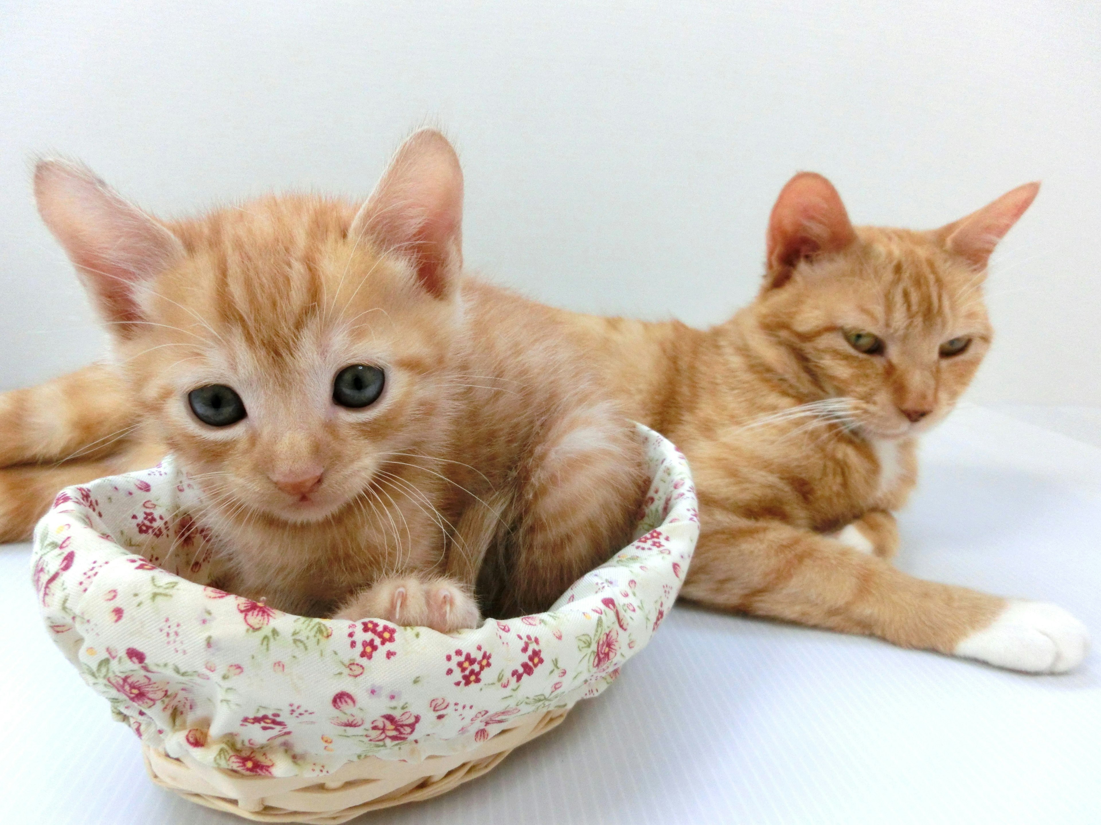 Un chaton orange espiègle assis dans un panier fleuri à côté d'un chat orange adulte allongé