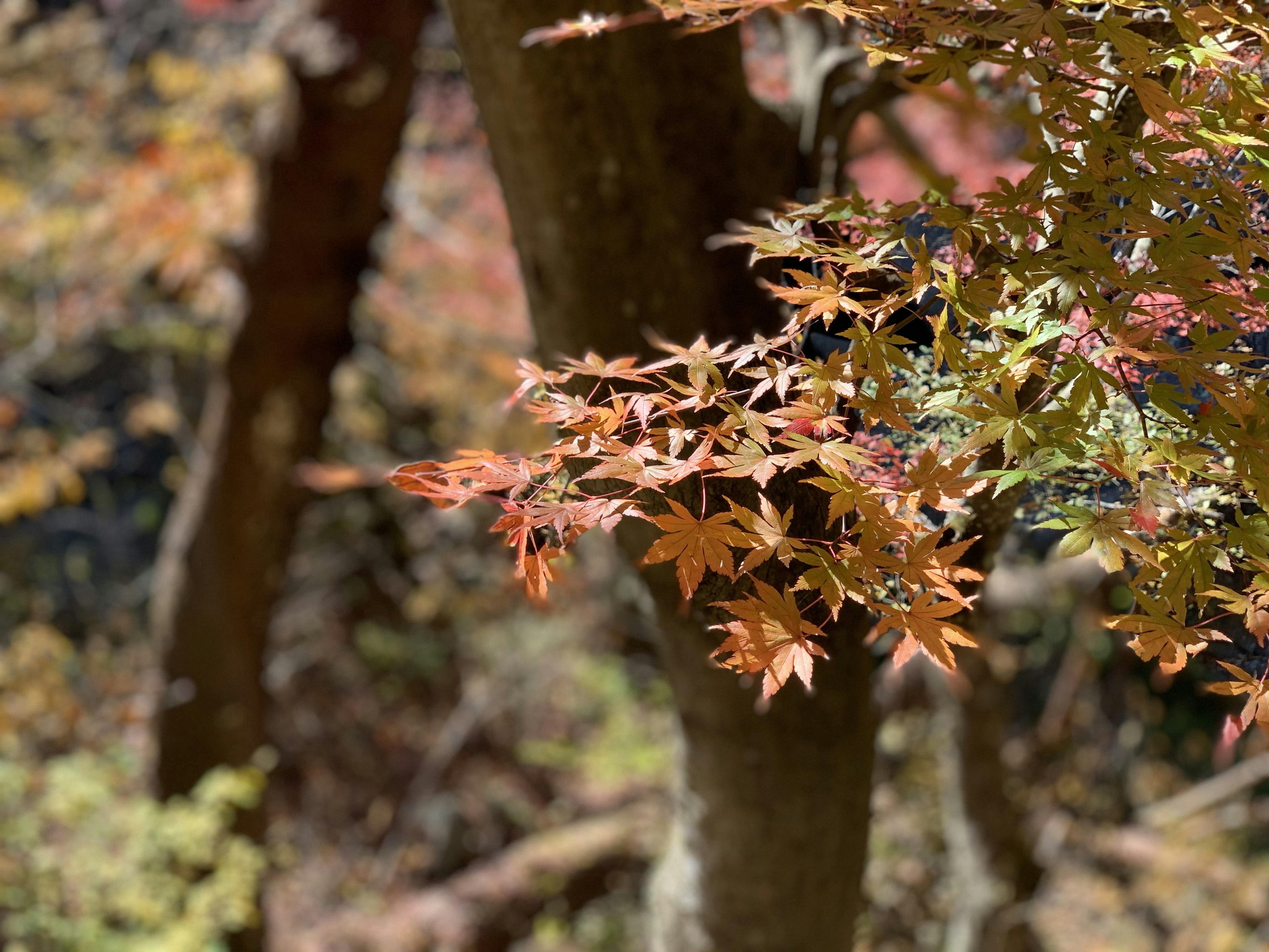 Colorful maple leaves with tree trunk in a natural setting