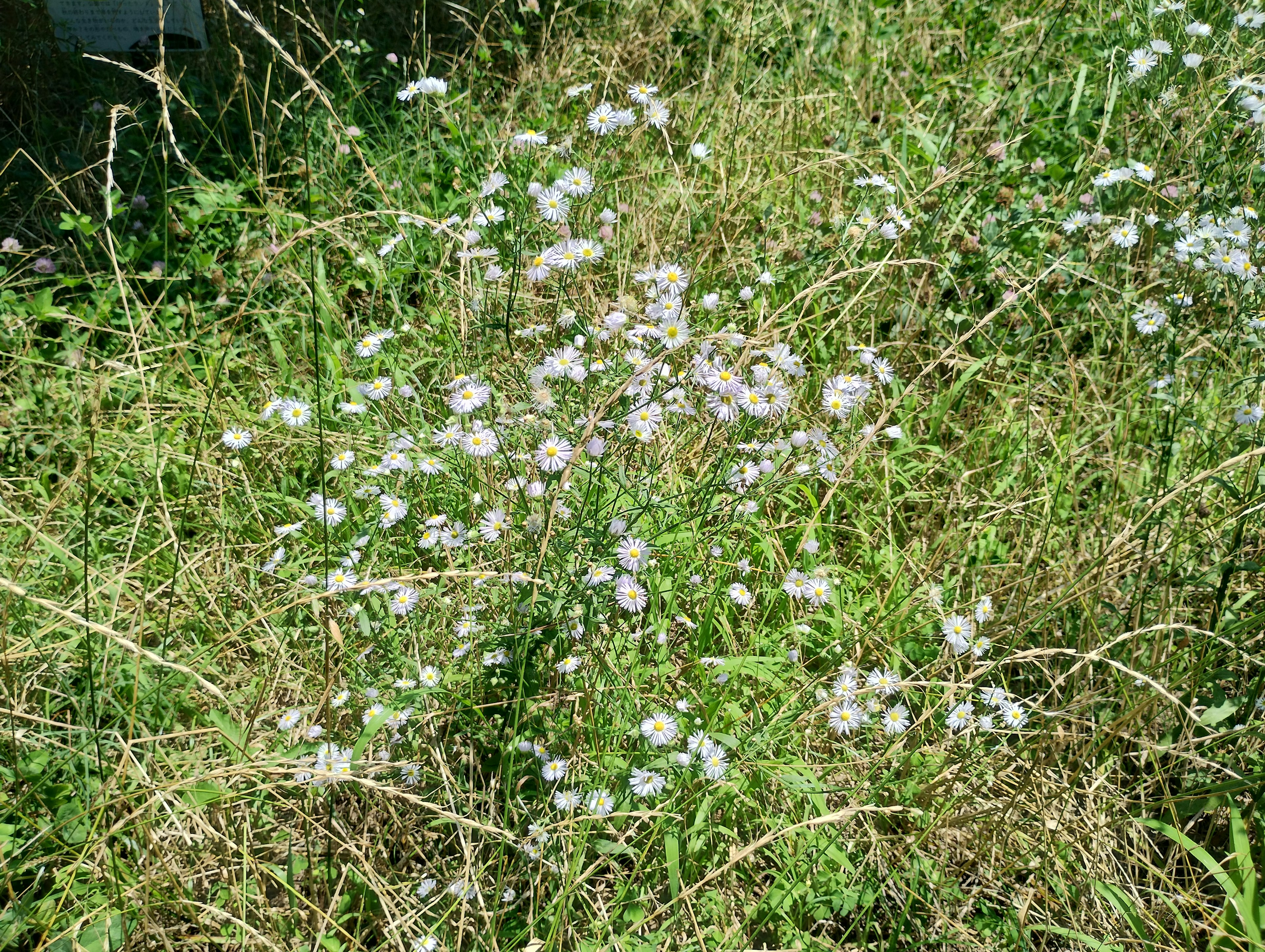 A field of green grass with small white flowers blooming