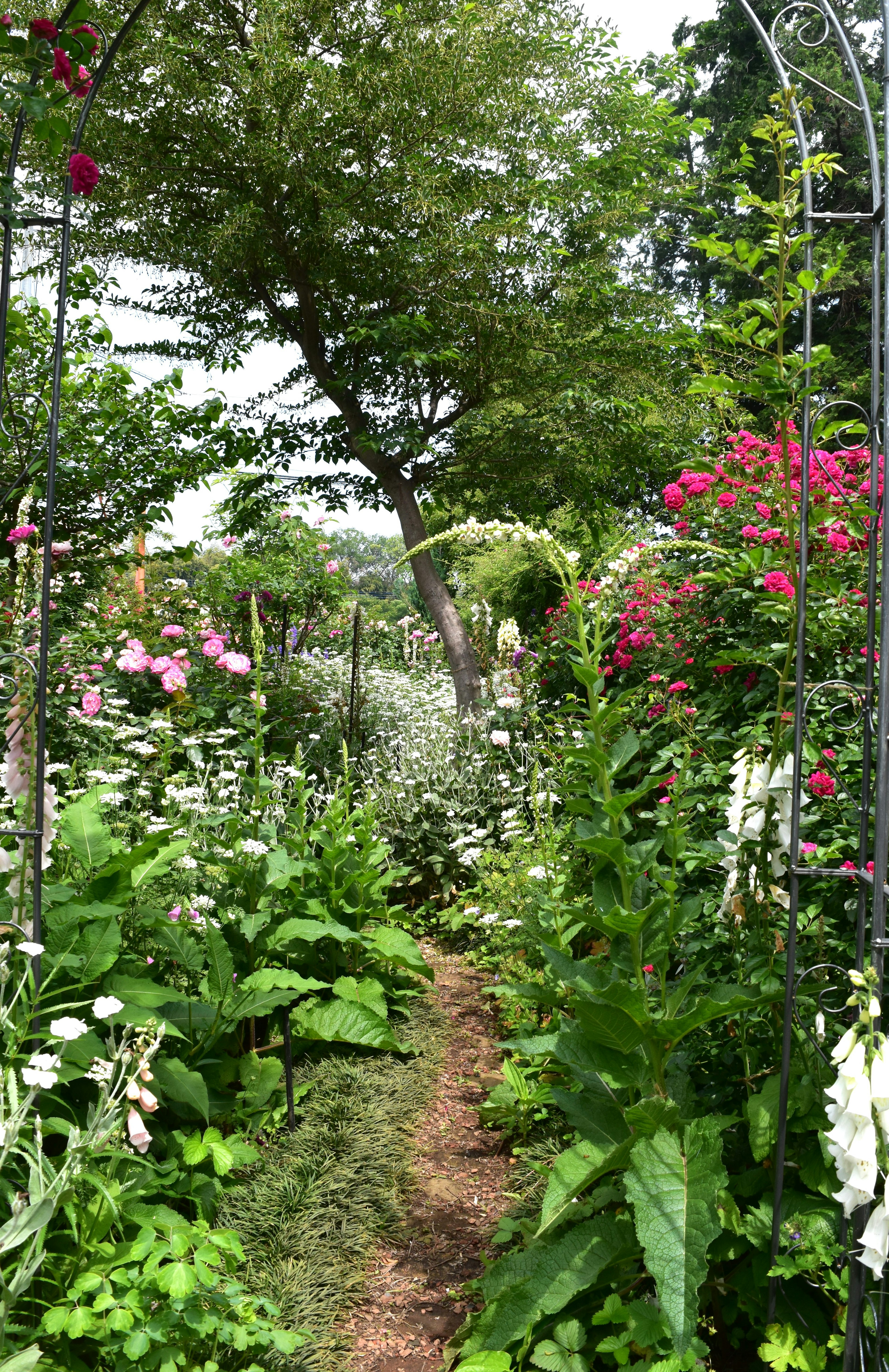 Sendero a través de un jardín exuberante lleno de flores coloridas y vegetación