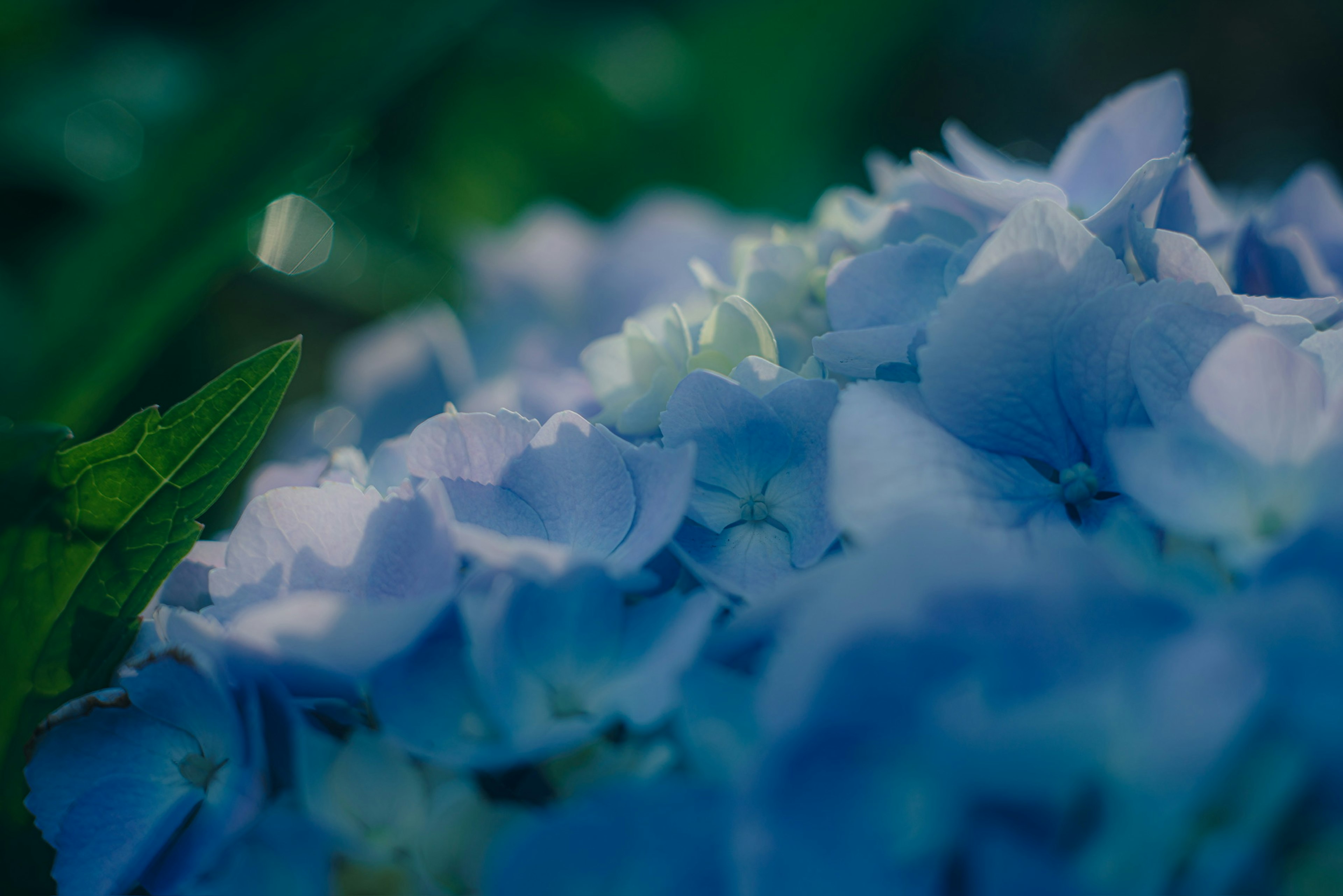 淡い青色の花びらが重なり合うアジサイのクローズアップ