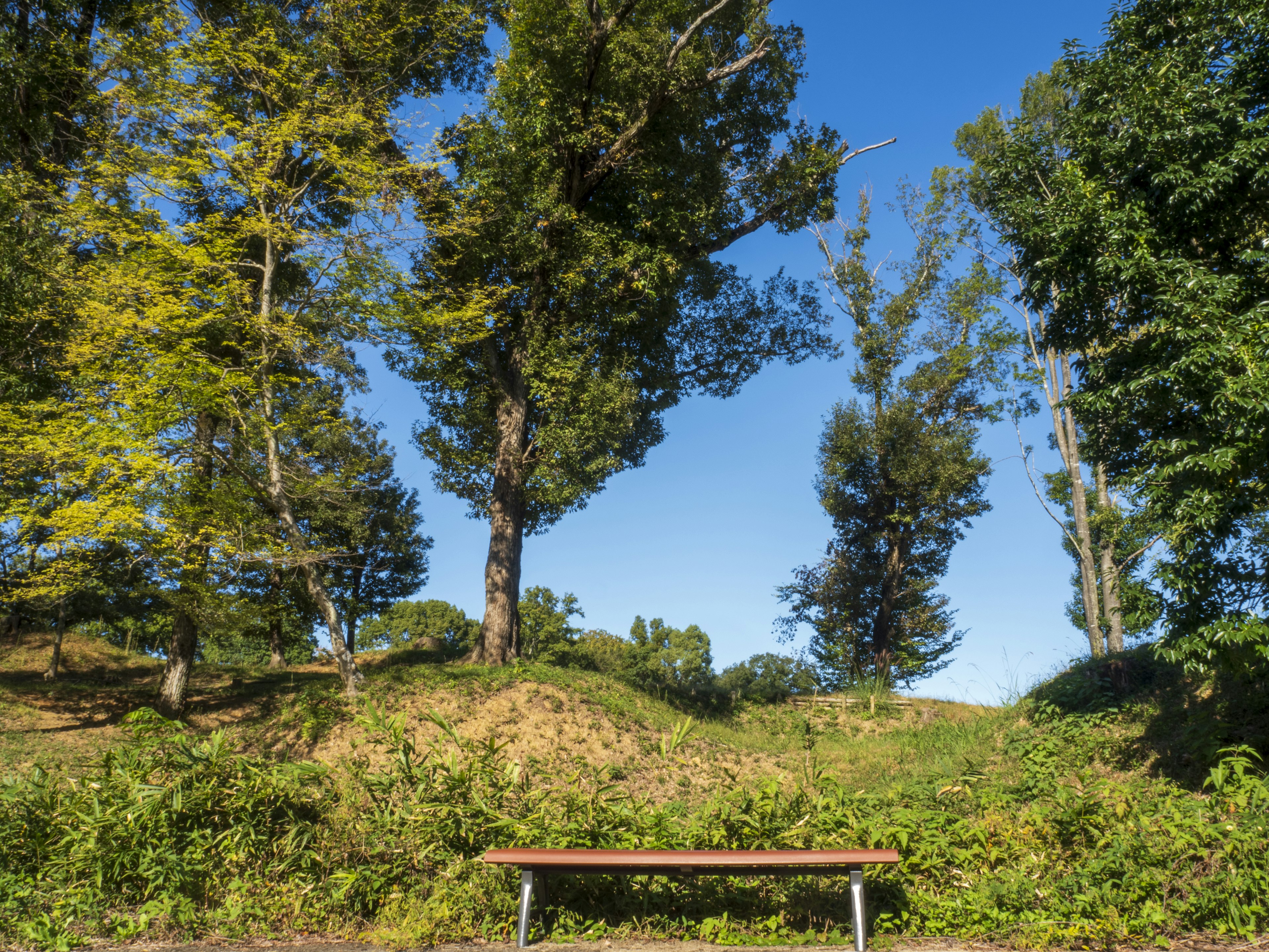 A park bench under a clear blue sky surrounded by trees